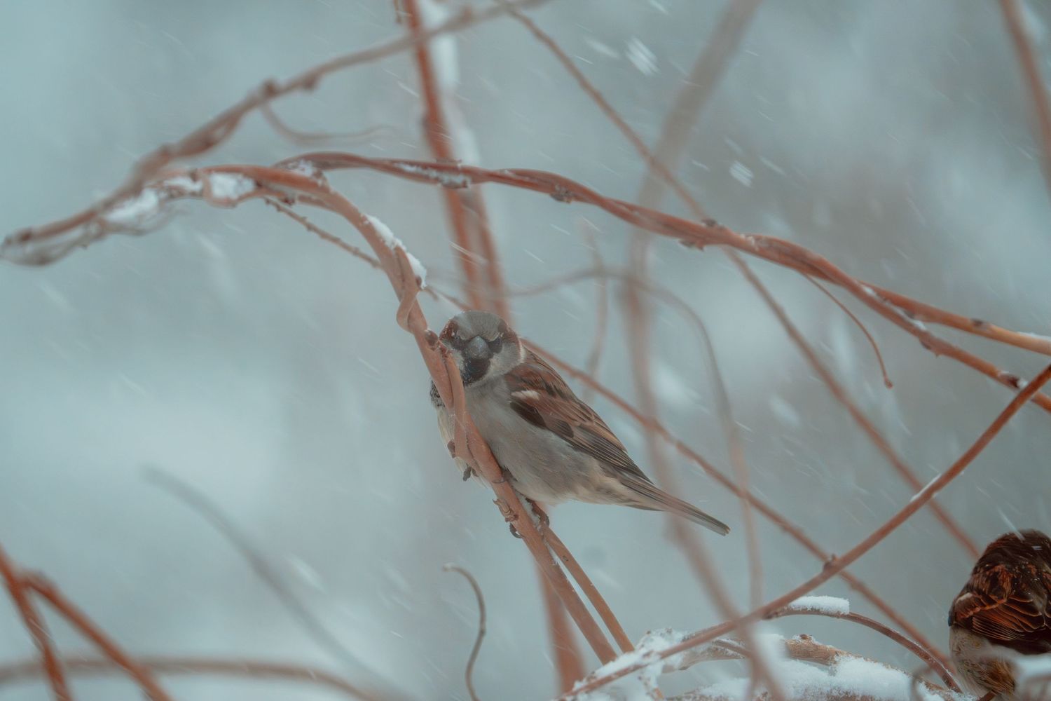 A small sparrow bird perched on thin bare branches covered in snow during a snowstorm.
