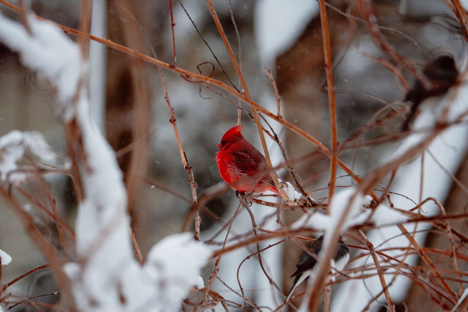 Bright red male cardinal perched among snow-covered branches in winter.