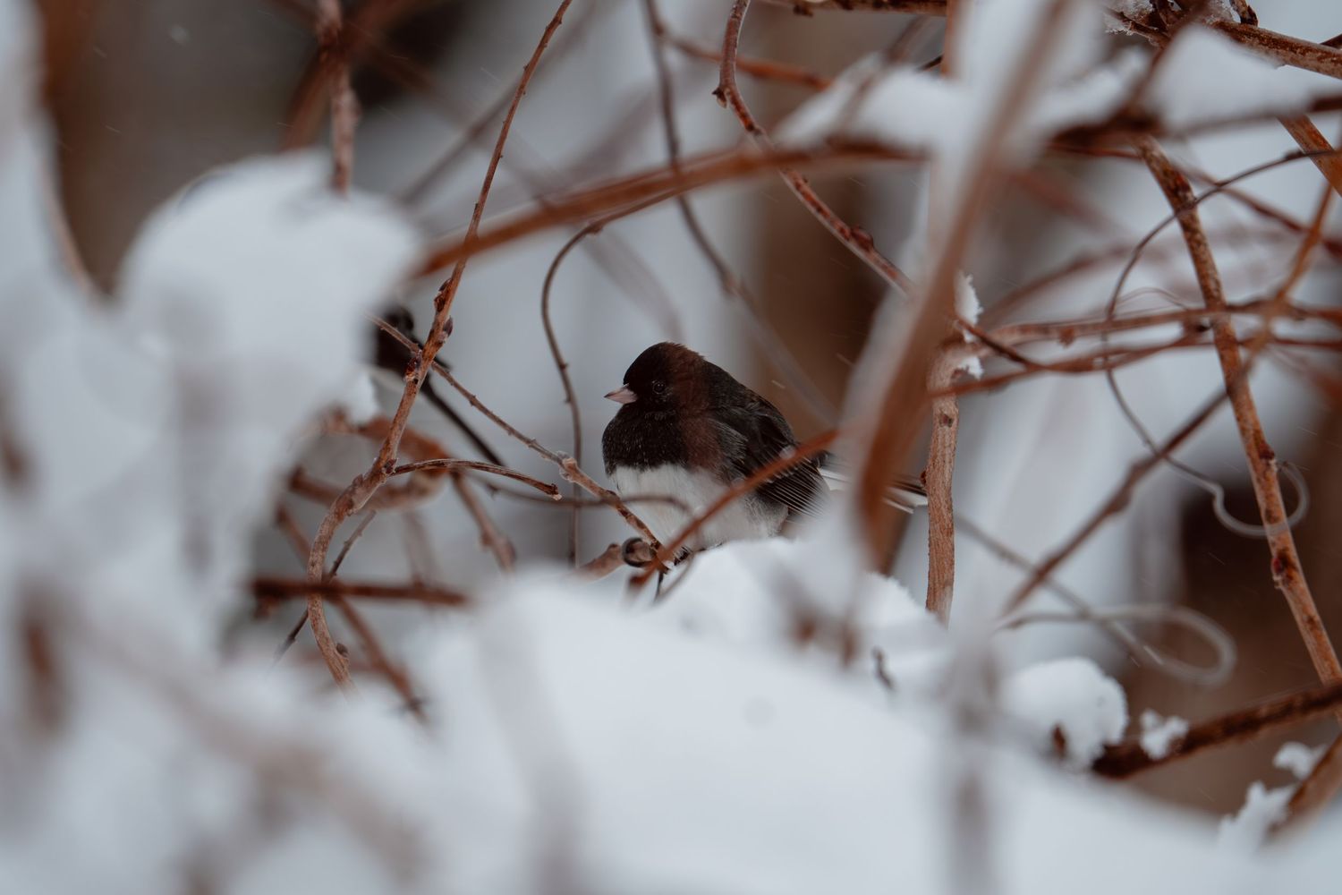 Small dark bird nestled among snow-covered twigs in winter.