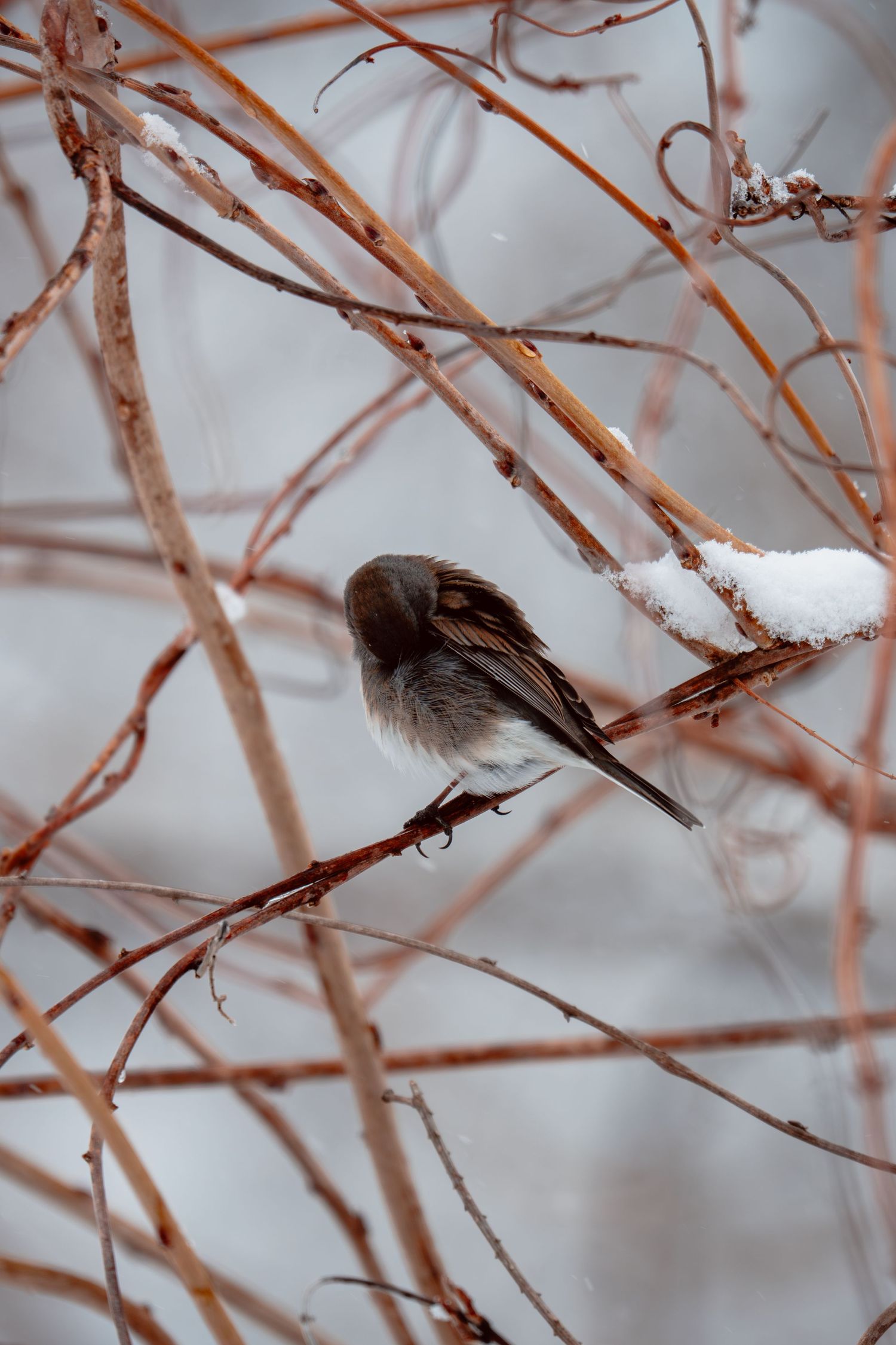 A dark-eyed junco perched on snow-covered bare branches during winter.