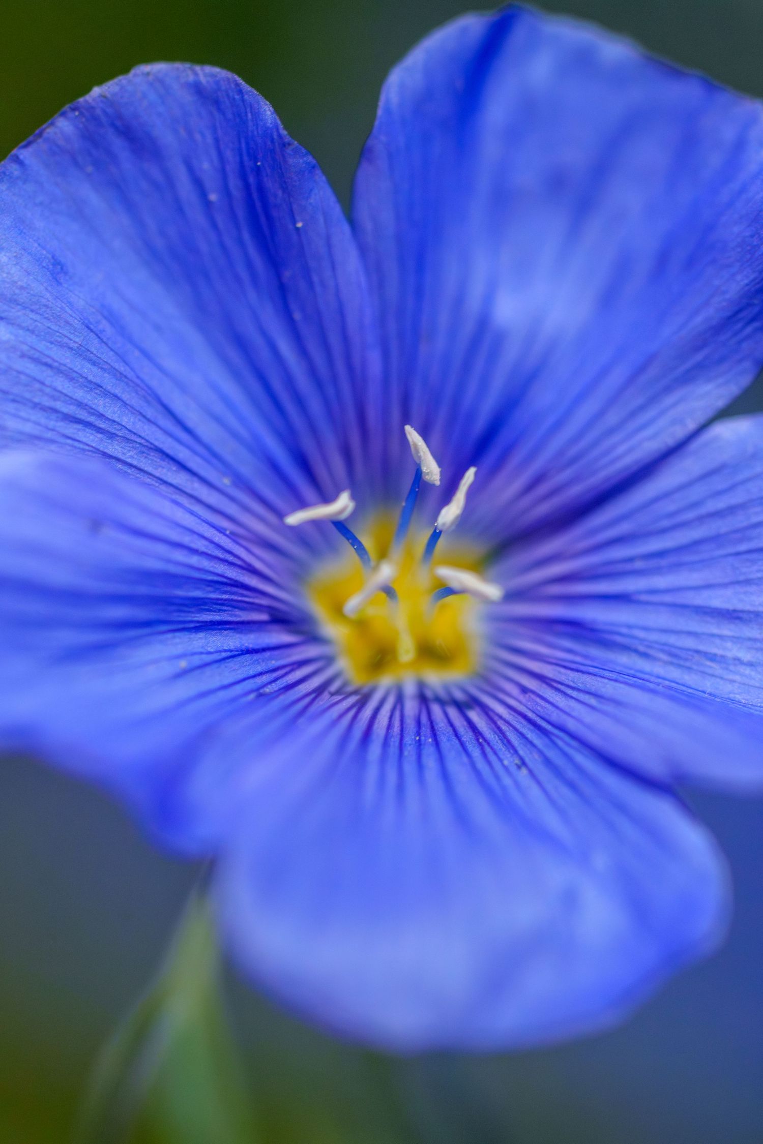 Macro photography of a vibrant blue flax flower with yellow center and white stamens against a soft green background.