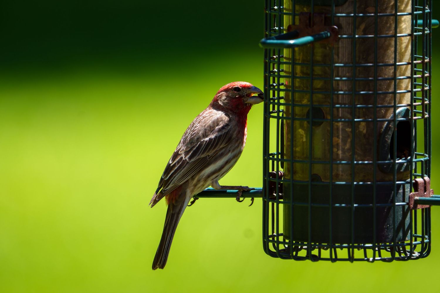 A red house finch clinging to a green wire suet bird feeder against a green background.