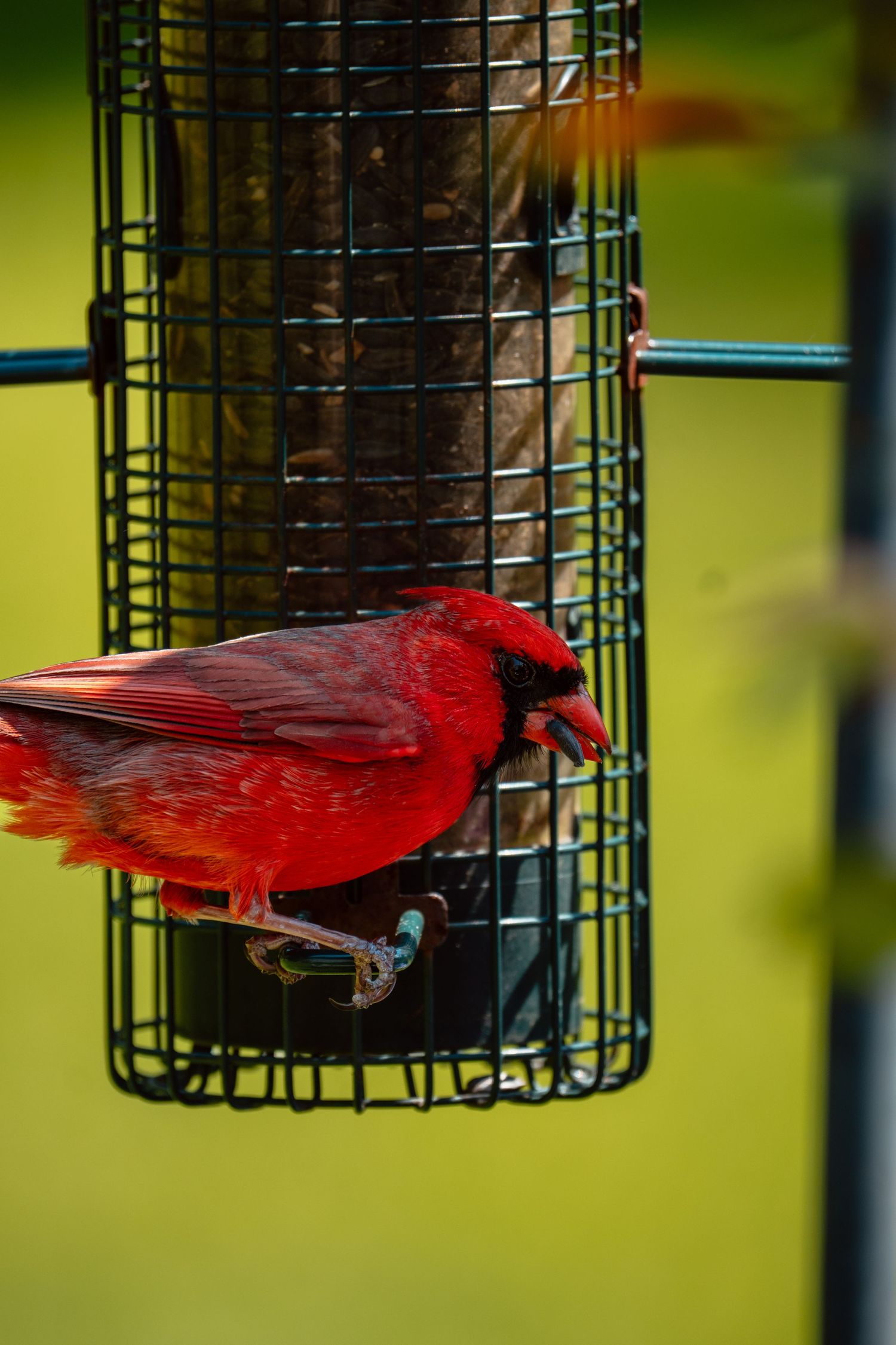 A vibrant male northern cardinal perches on a green wire bird feeder eating seeds outdoors.