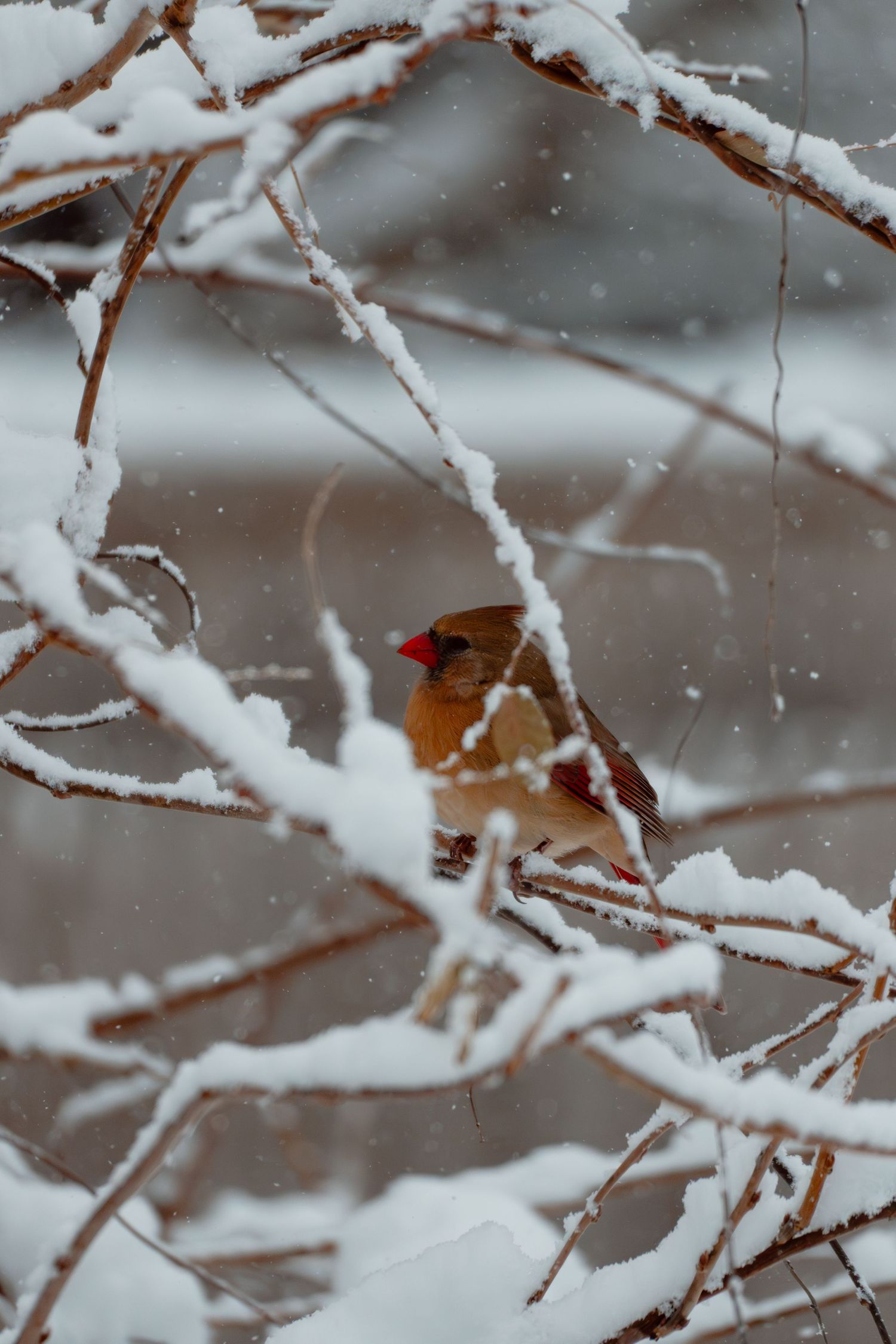 A female northern cardinal with red crest perches on snow-covered bare branches during a snowstorm.