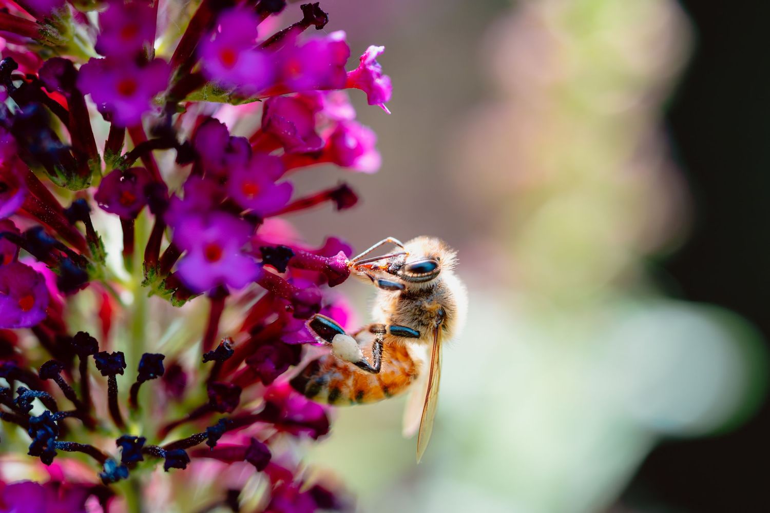 A honeybee feeding on a cluster of bright pink buddleia flowers in warm sunlight.