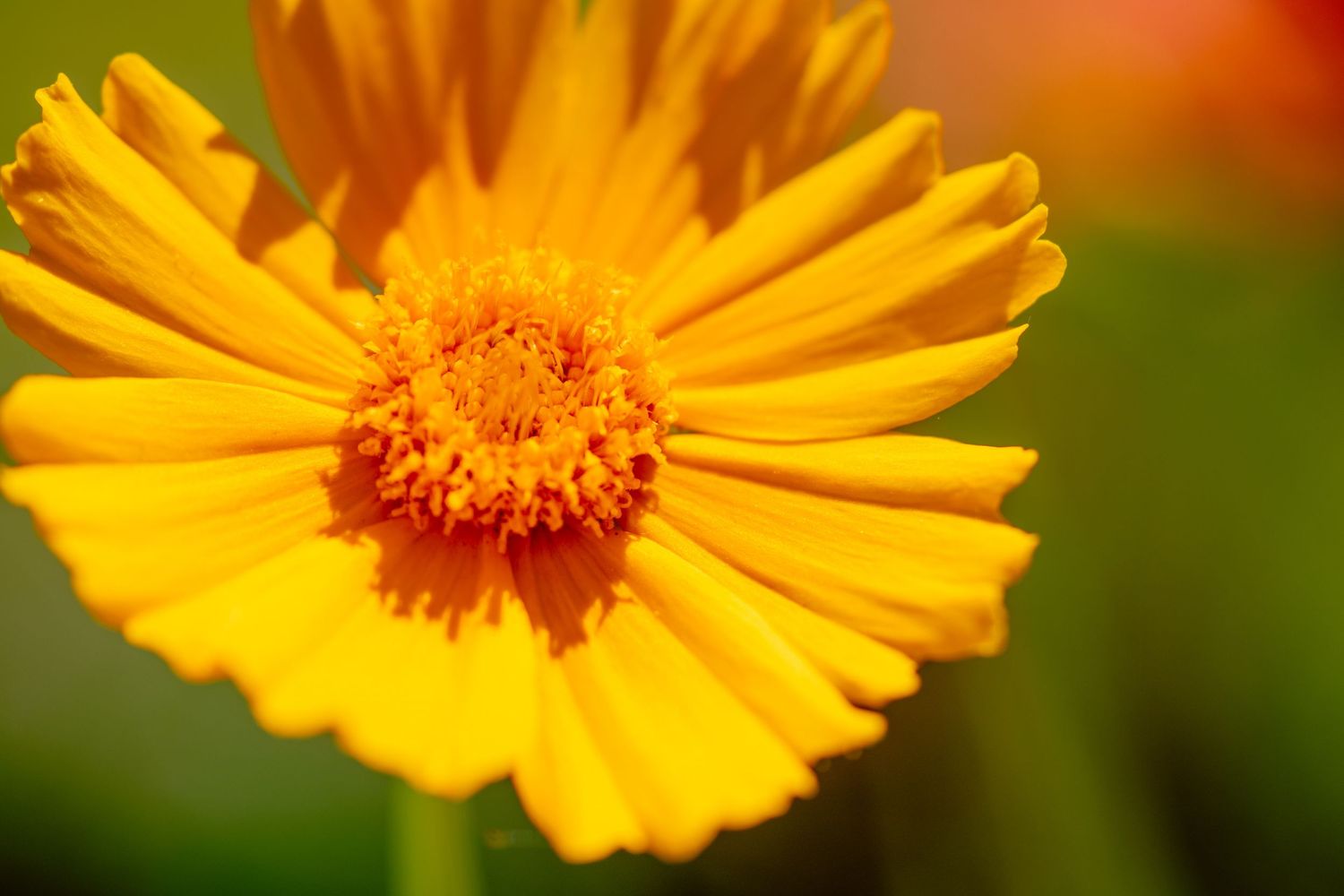 Vibrant close-up macro photograph of a bright yellow orange calendula flower in full bloom.