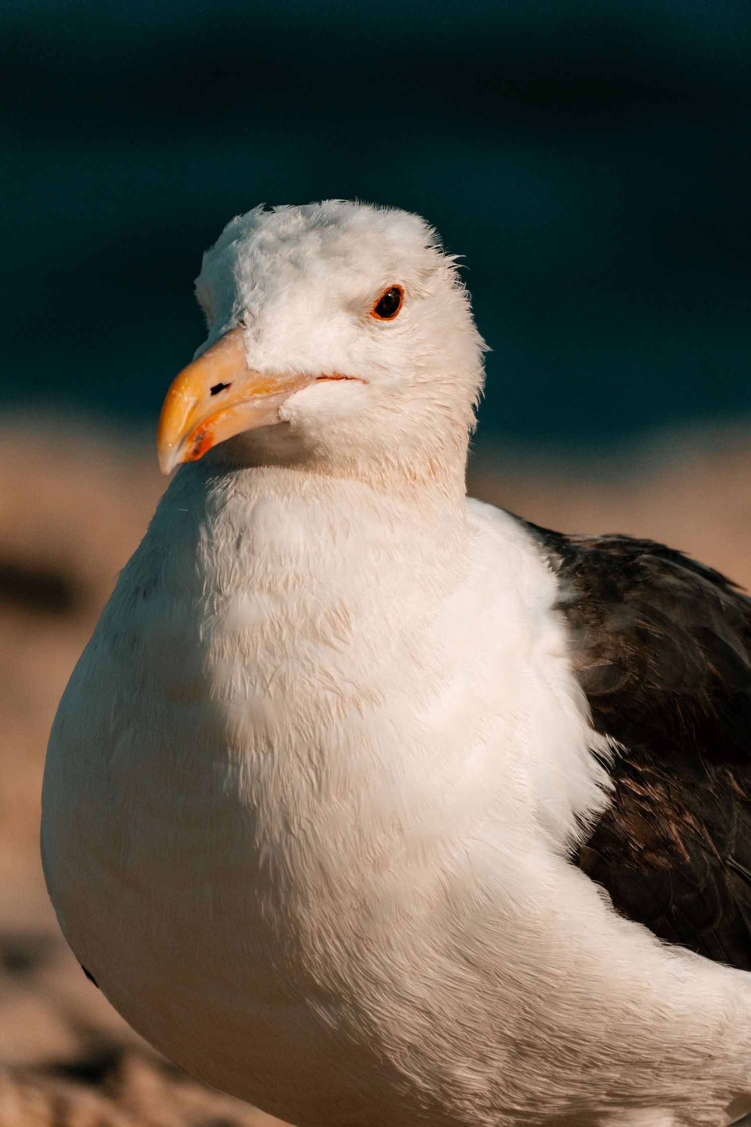 Close-up portrait of a white seagull with dark wings and orange beak resting on a sandy beach.