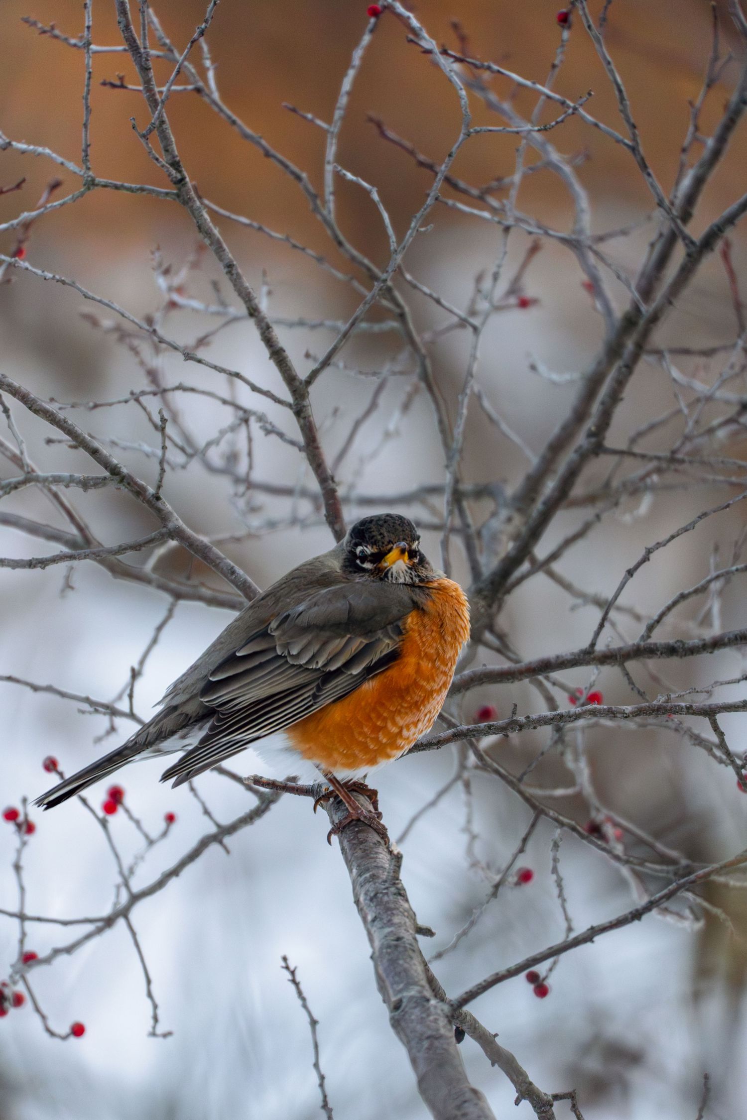 American Robin perched on a bare winter branch surrounded by bright red berries in a snowy landscape.
