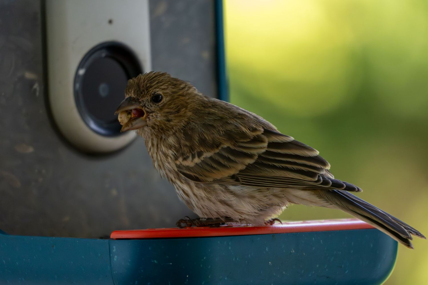 A small brown streaked house finch perched on the edge of a blue bird feeder eating seeds.