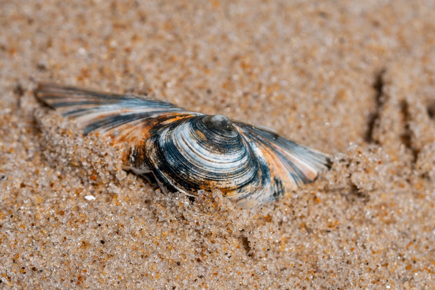 A weathered clam shell partially buried in golden sand on a beach, showing blue and brown striped patterns.