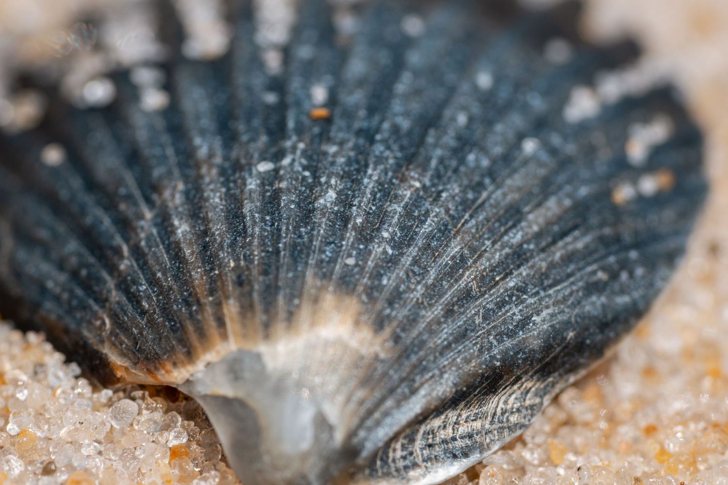 Close-up of a dark blue scallop shell resting on sandy beach, showcasing ribbed texture and natural ocean beauty.