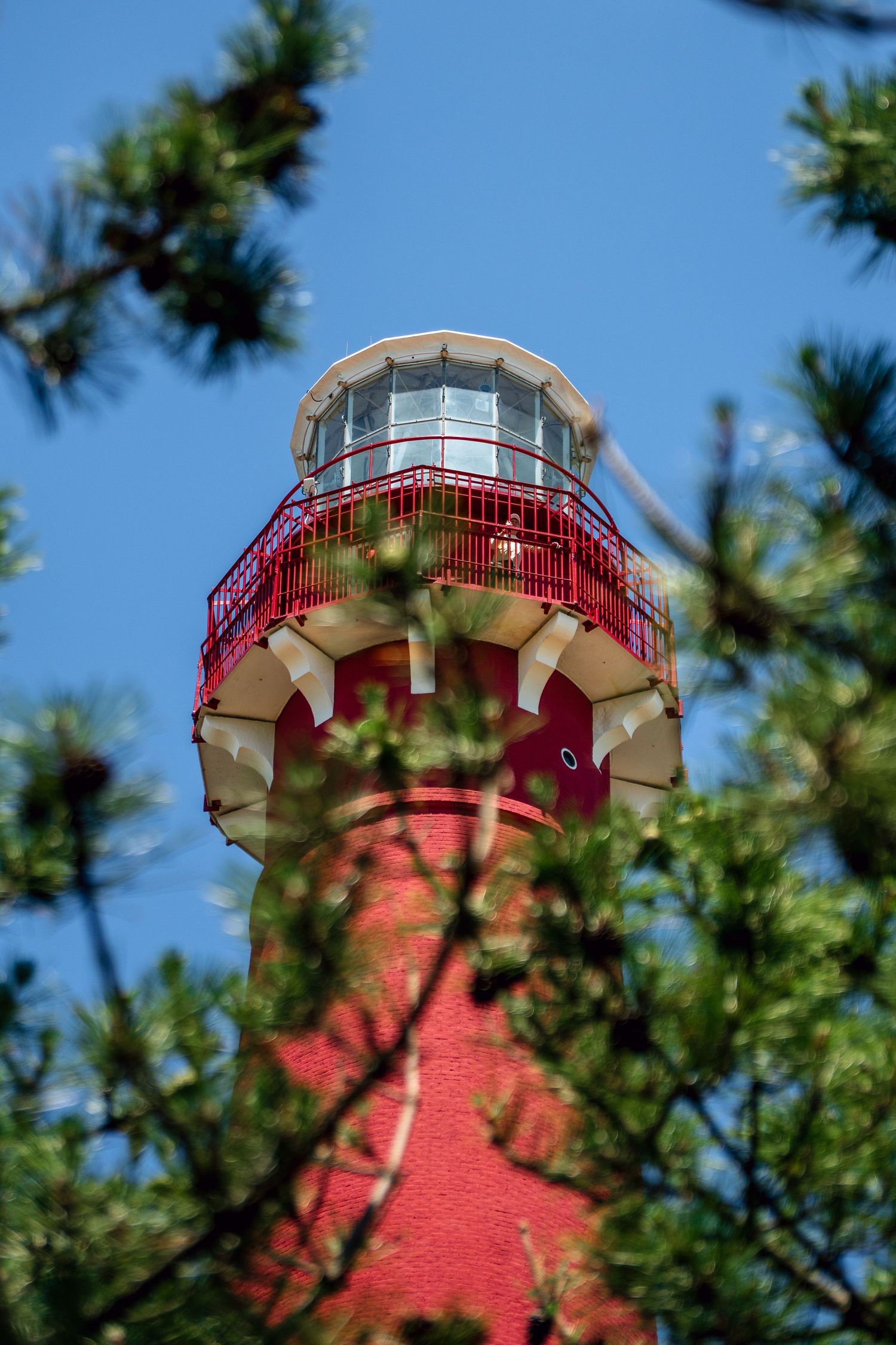 Red lighthouse tower with lantern room and balcony, framed by green pine branches against a clear blue sky.