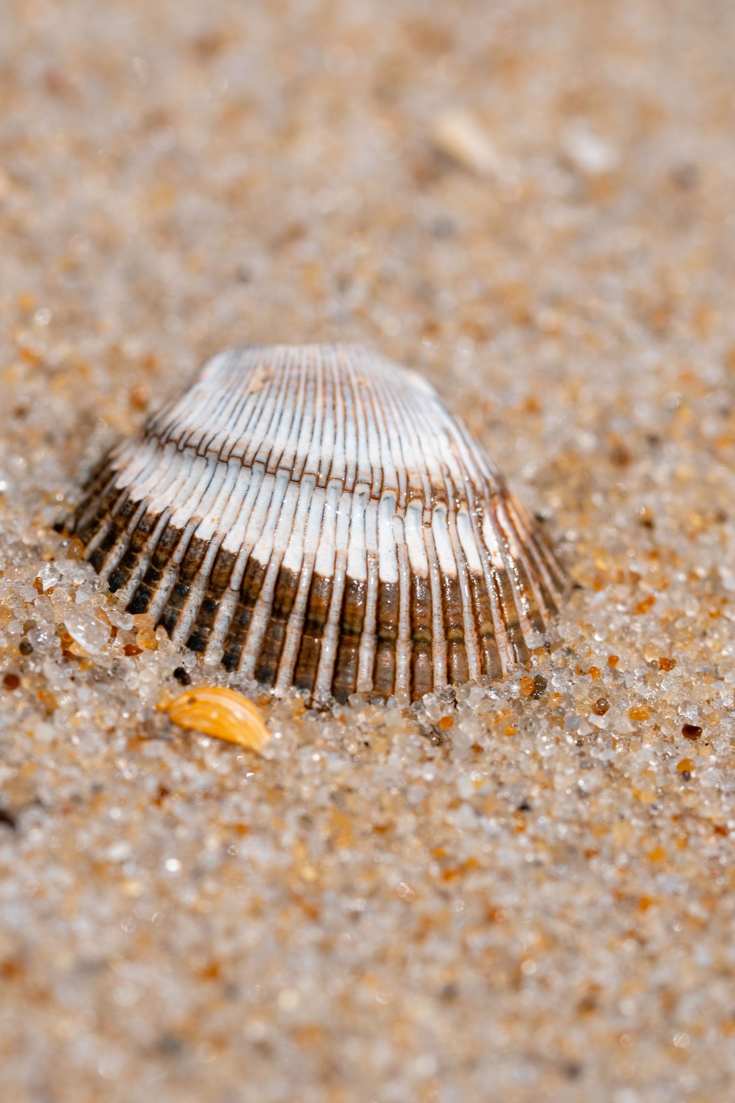 A single ribbed seashell partially buried in golden sandy beach, captured in close-up detail.