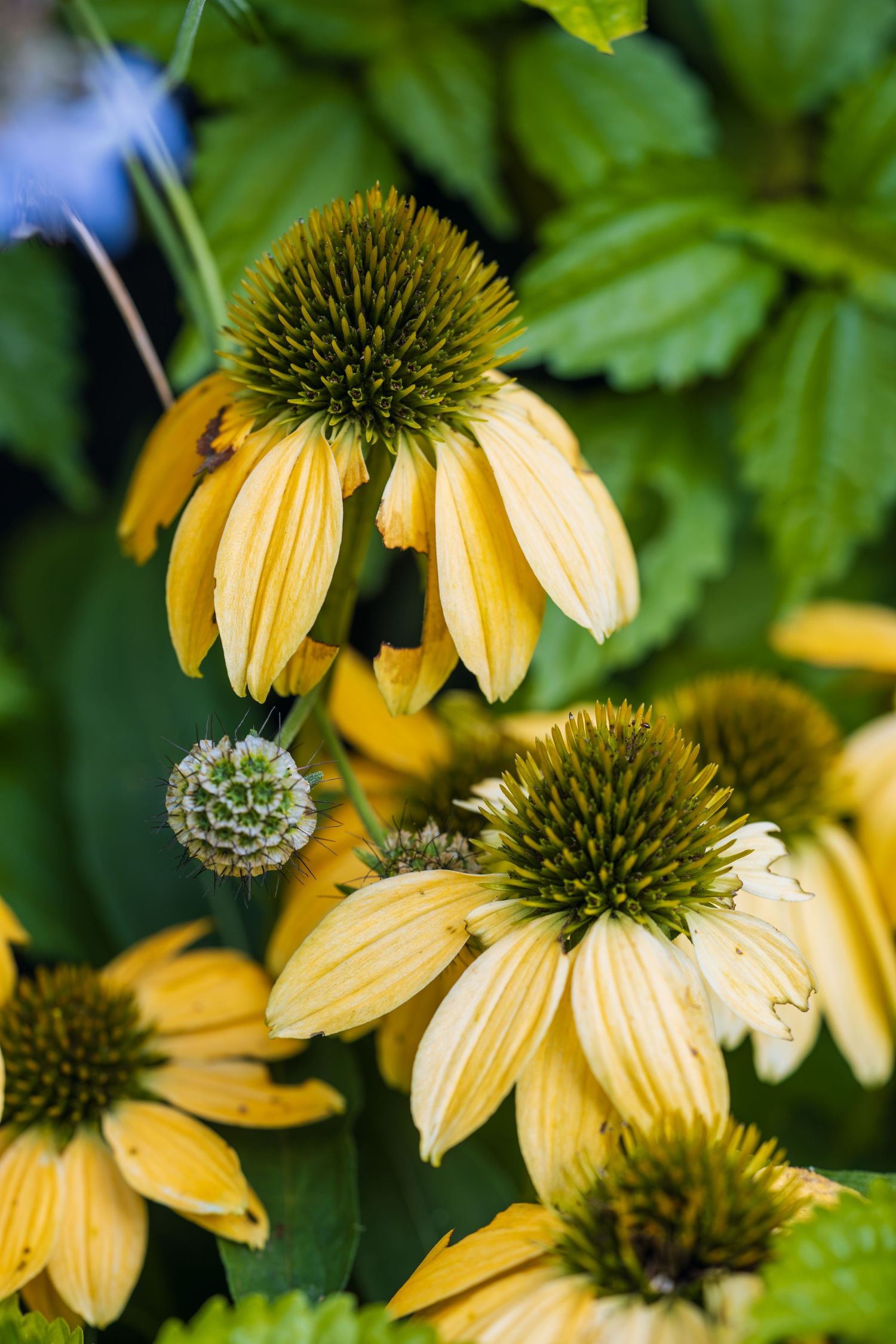 Yellow Echinacea coneflowers with green spiky centers blooming in a lush garden setting.