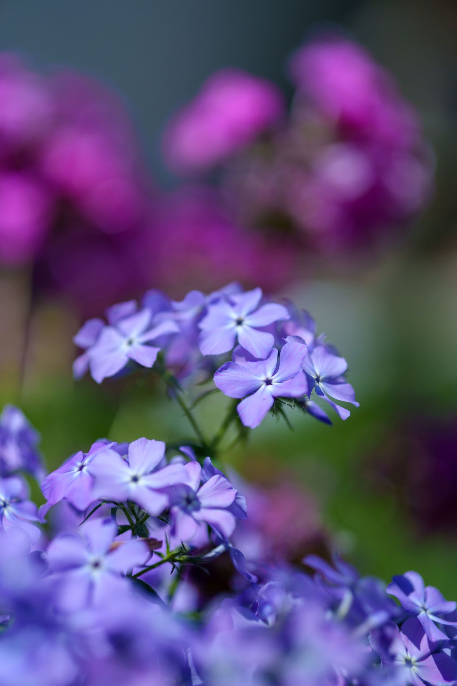 Delicate light purple phlox flowers in focus with pink blooms blurred in background.
