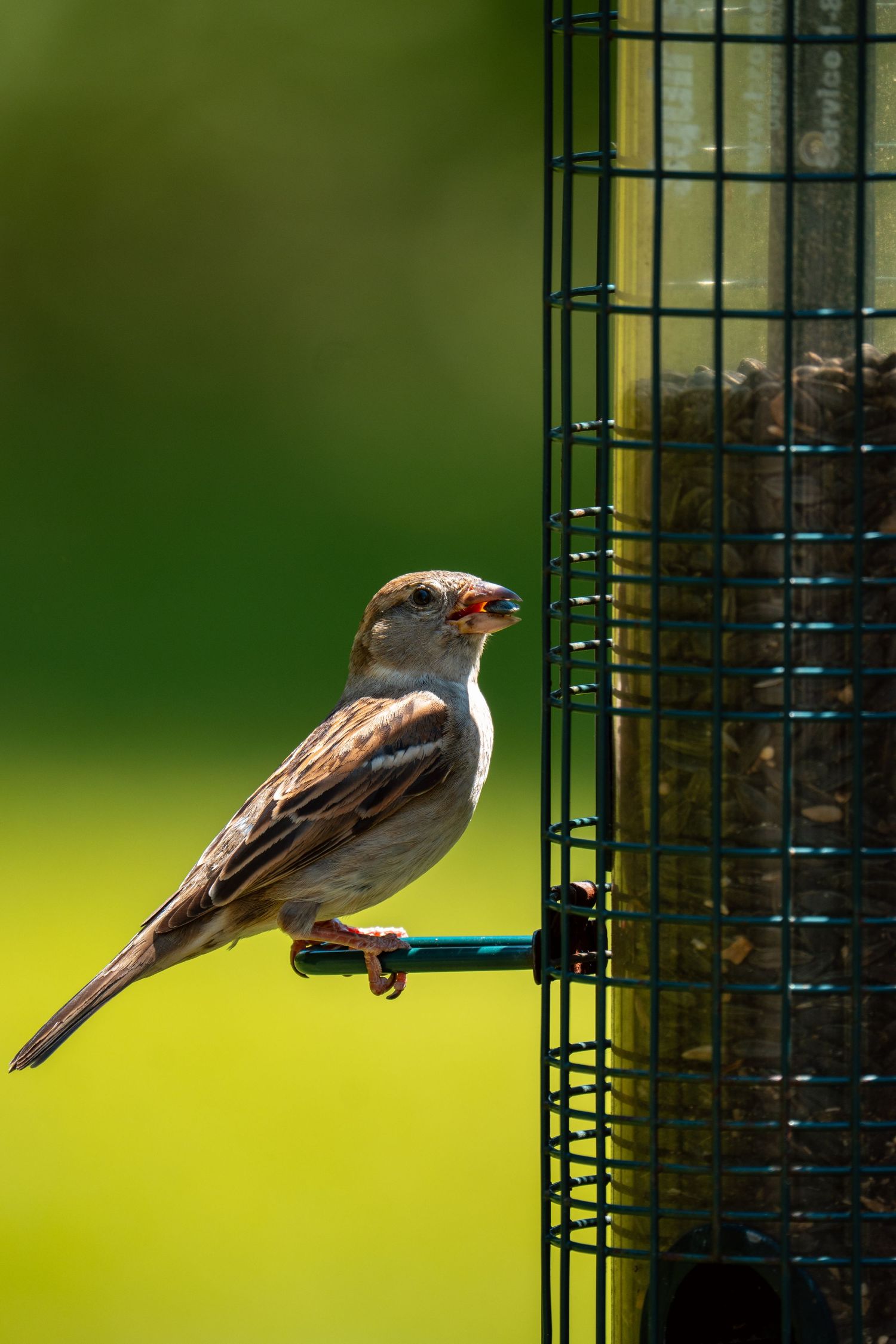 Female house sparrow eating seeds while perched on a green wire mesh bird feeder outdoors.