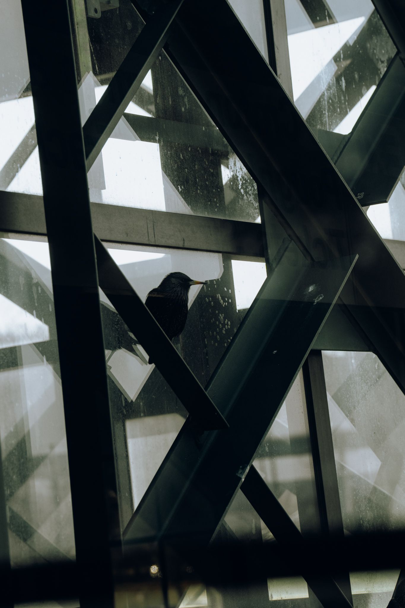 Silhouette of a pigeon perched behind geometric glass and steel window framework.