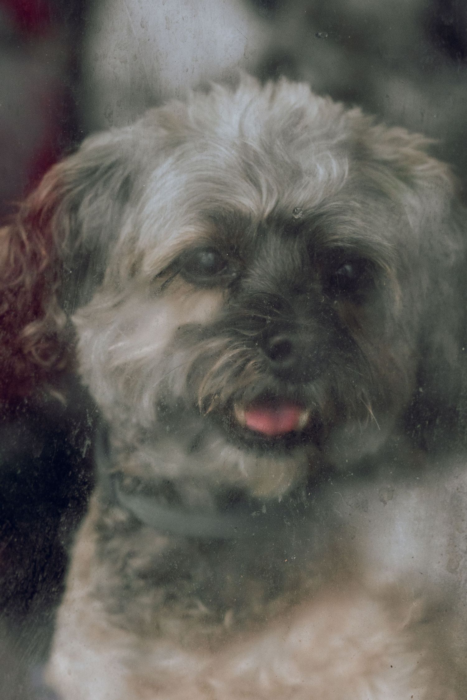 A cute gray Shih Tzu dog with tongue out peers through a smudged glass window.