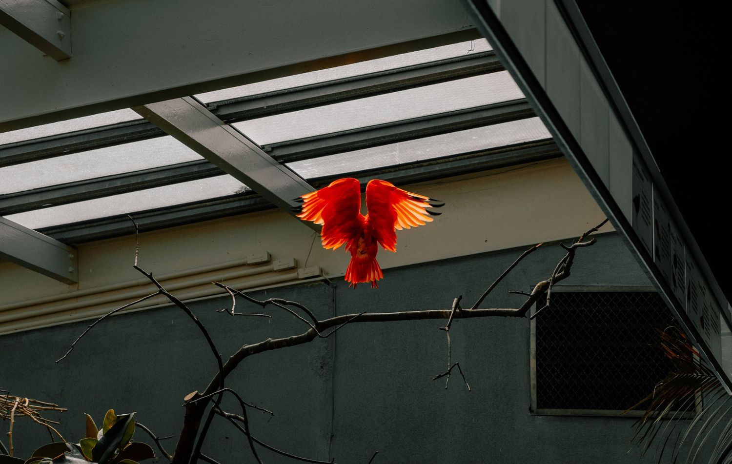 A vibrant red scarlet macaw in mid-flight inside a greenhouse aviary structure.