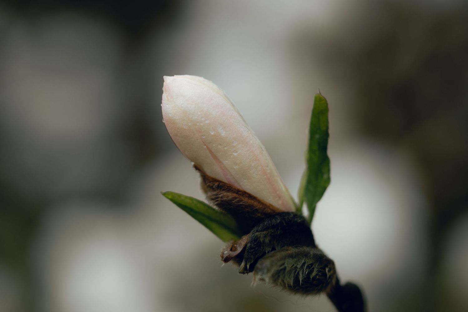 Single pink magnolia bud emerging on a branch with small green leaves in spring.