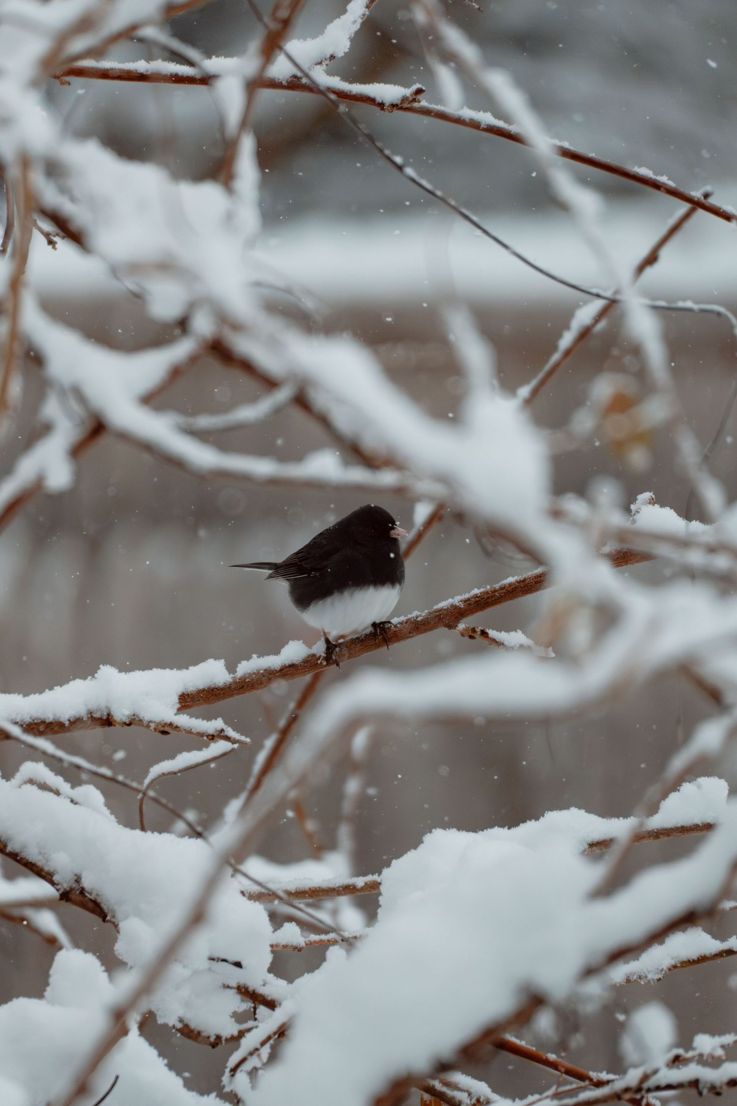 A small dark-eyed junco bird perched on a snow-covered branch in winter snowfall.