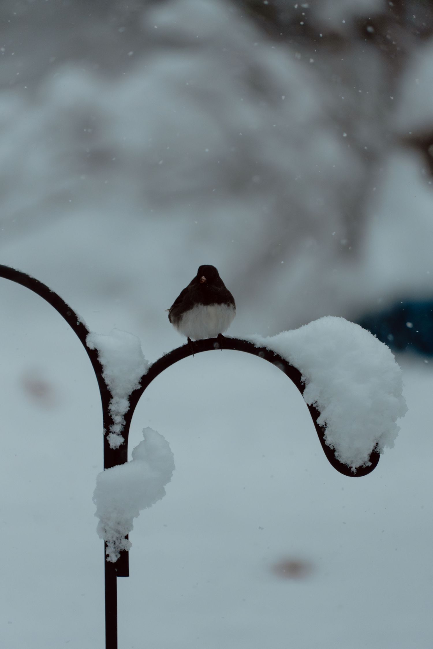 A small dark bird perched on a snow-covered metal shepherd's hook during snowfall.