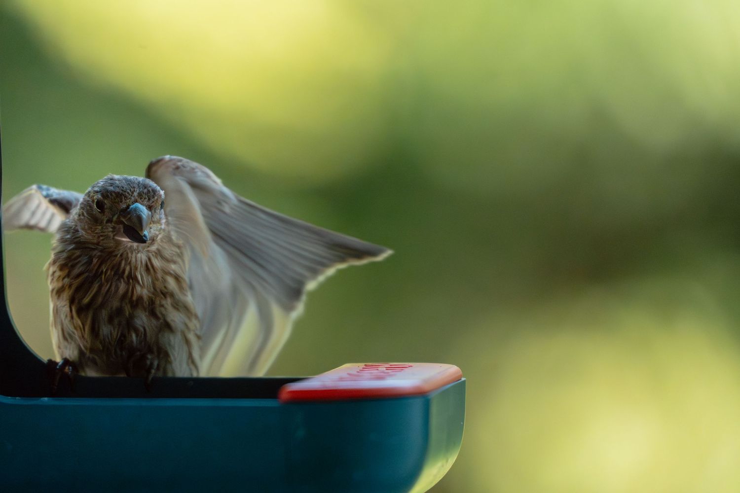 A fluffy brown house finch spreads its wings dramatically while perched on a teal bird feeder outdoors.