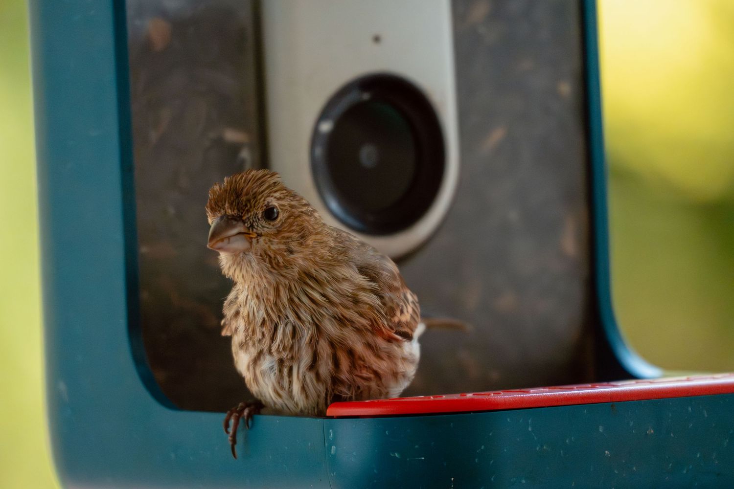 A fluffy juvenile house finch sitting on the red rim of a blue bird feeder outdoors.
