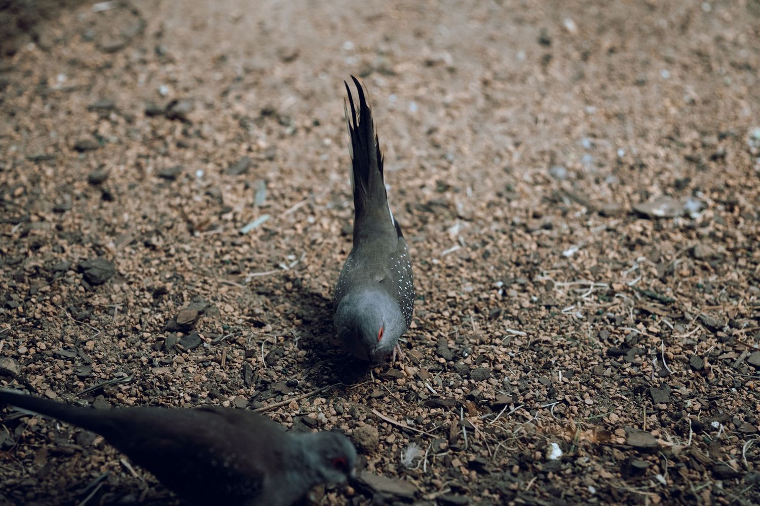 A bird pecking at the ground with its tail raised vertically on a gravelly surface.