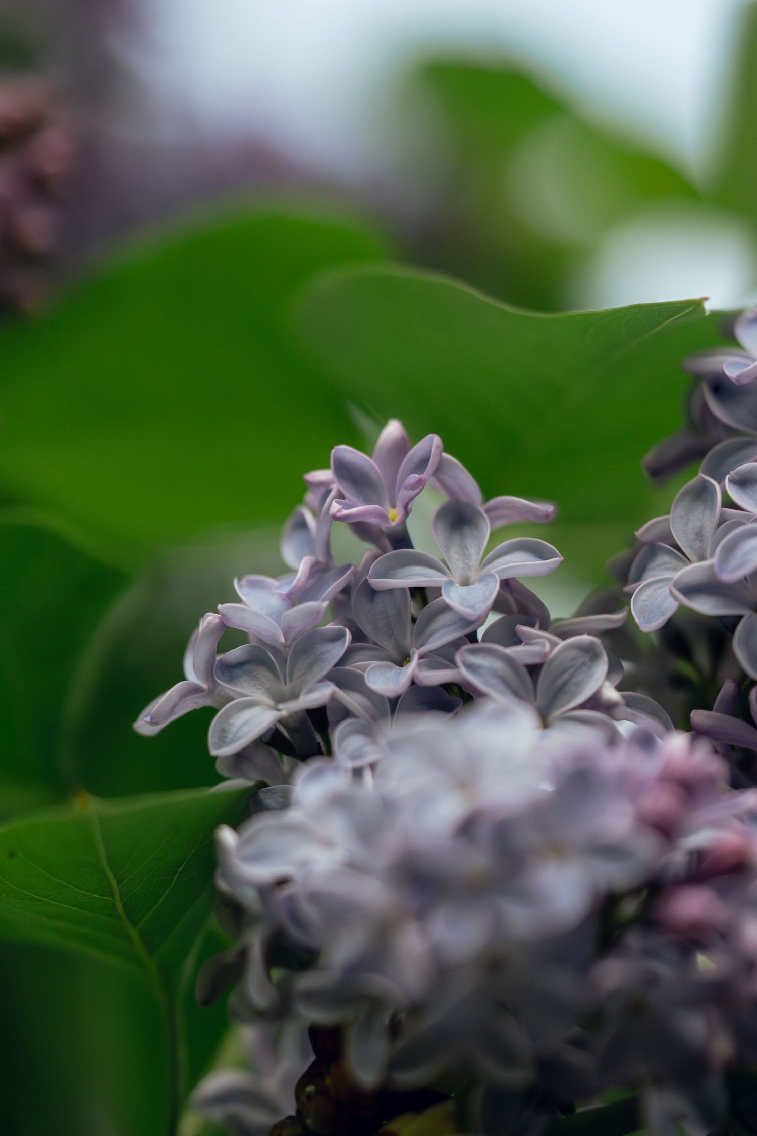 Close-up of delicate purple lilac flowers blooming with green leaves background.