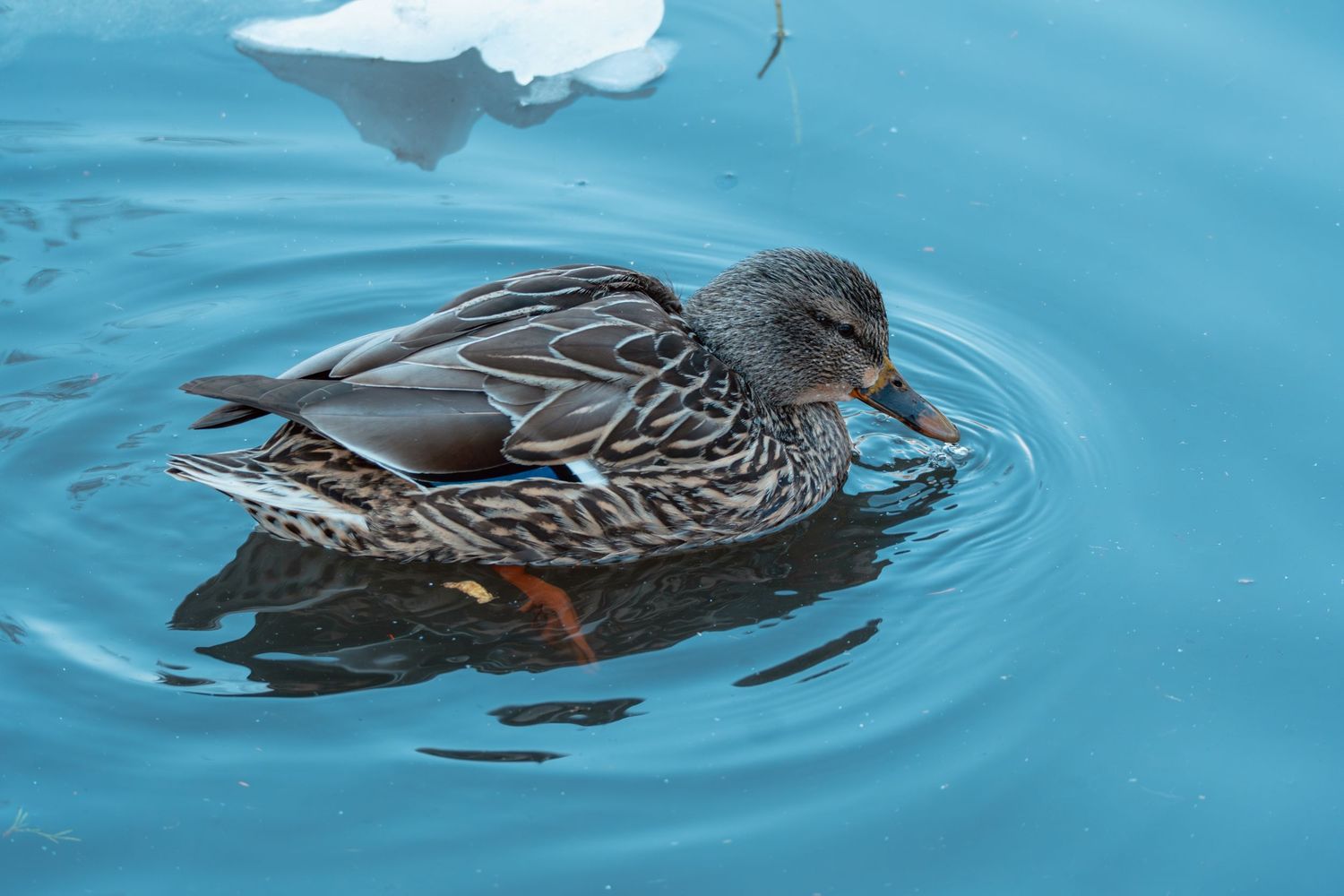 Female mallard duck swimming in blue water near a piece of ice.