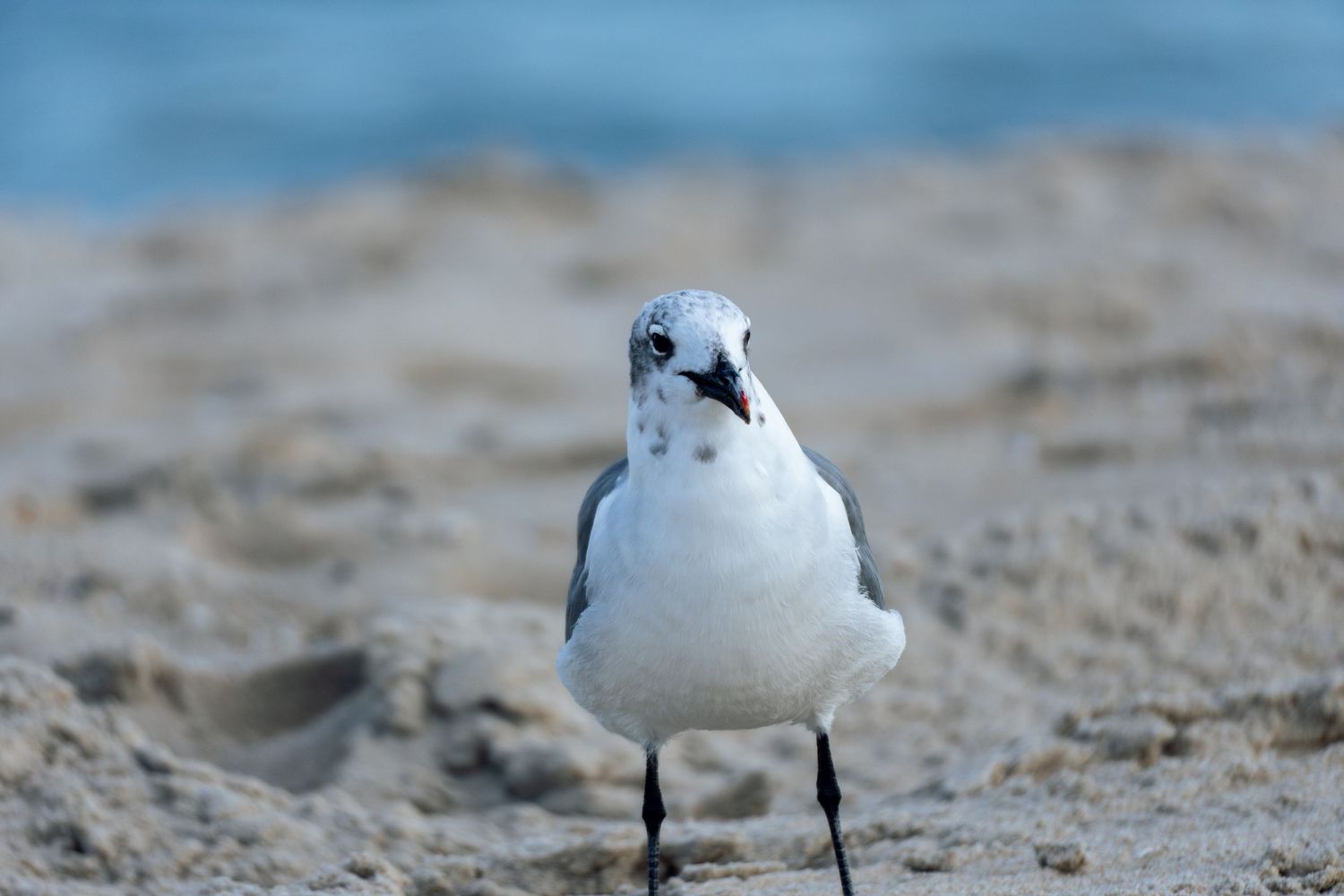 A laughing gull stands on sandy beach facing camera with ocean water in background.