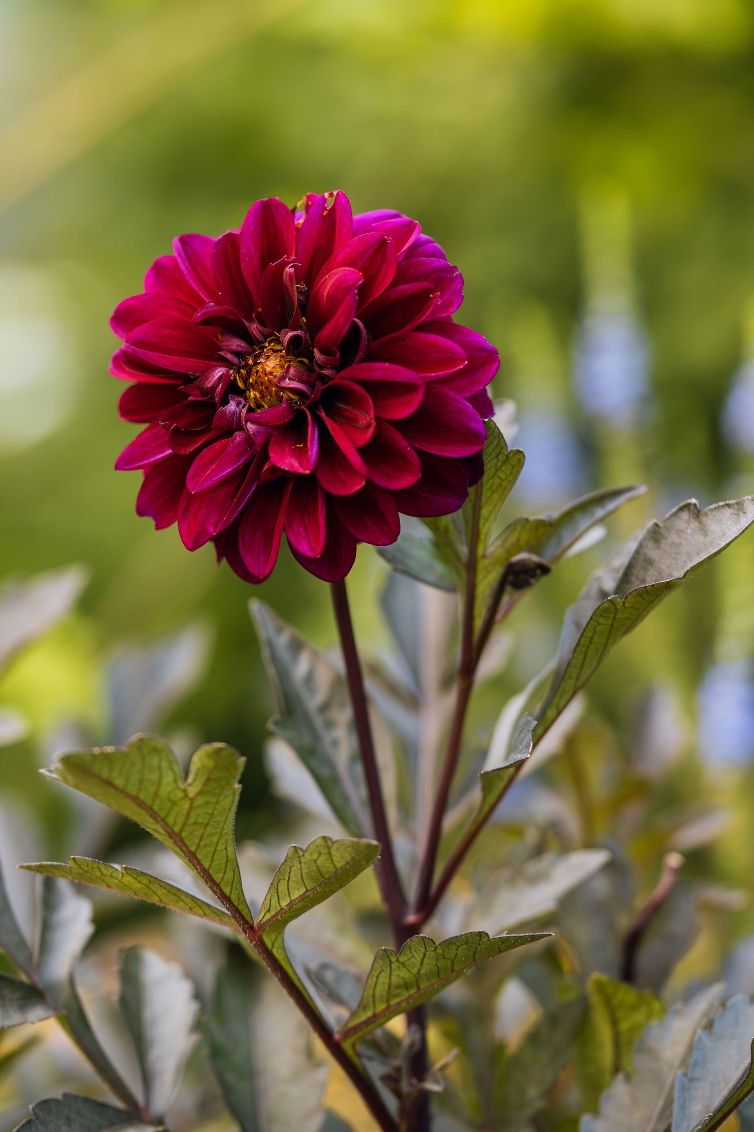 Deep burgundy dahlia flower in full bloom surrounded by green foliage in a garden setting.