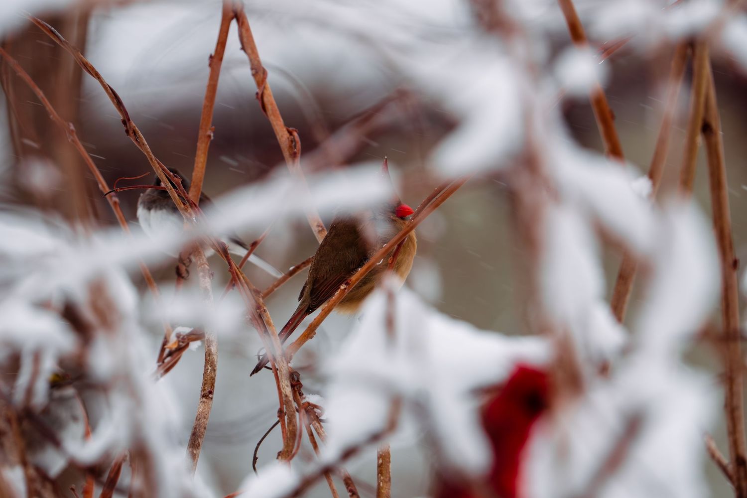 Female cardinal partially hidden among snow-covered red winter branches.