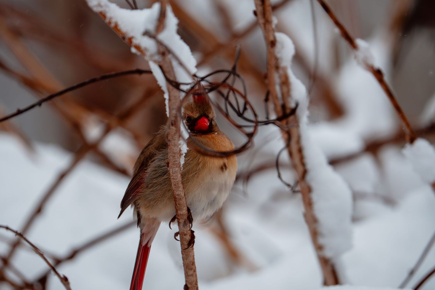 Female northern cardinal with red tail perched on snow-covered winter branch.