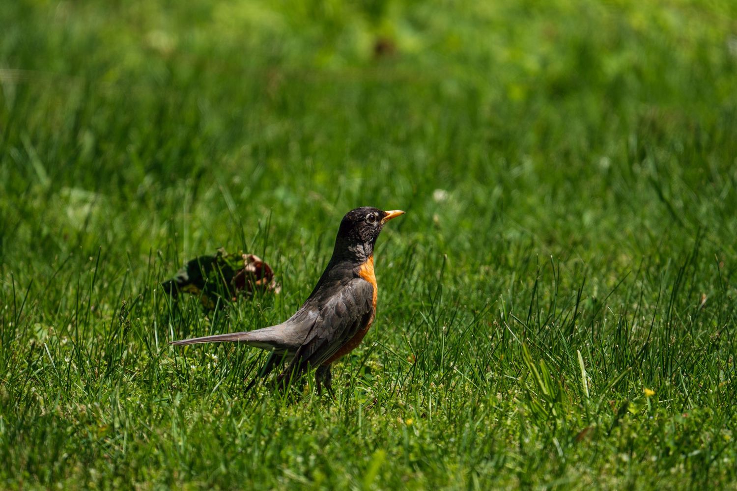 An American robin perched in green grass on a sunny day.