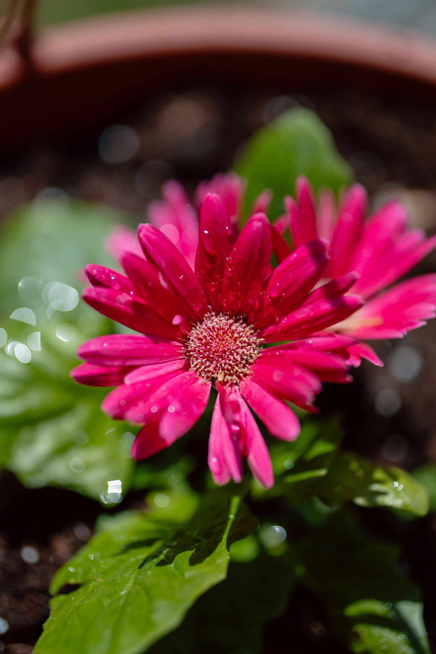 Single bright pink gerbera daisy with water droplets in a terracotta pot.