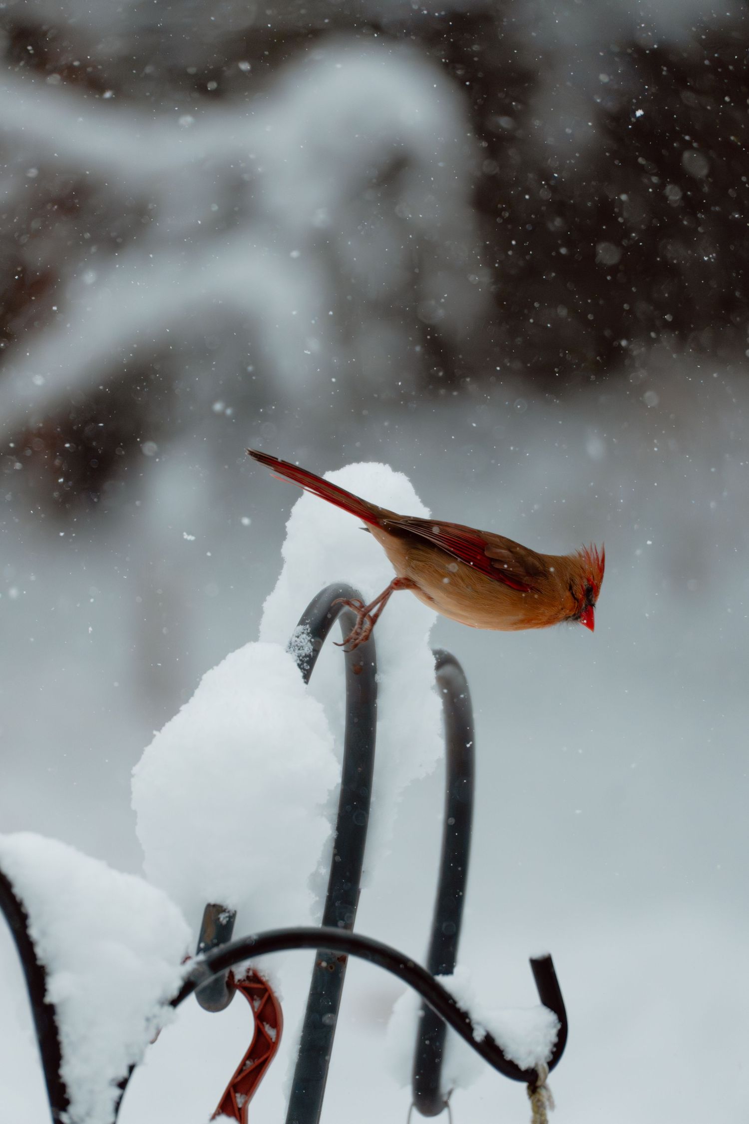 A female northern cardinal perched on a snow-covered metal garden hook during snowfall.