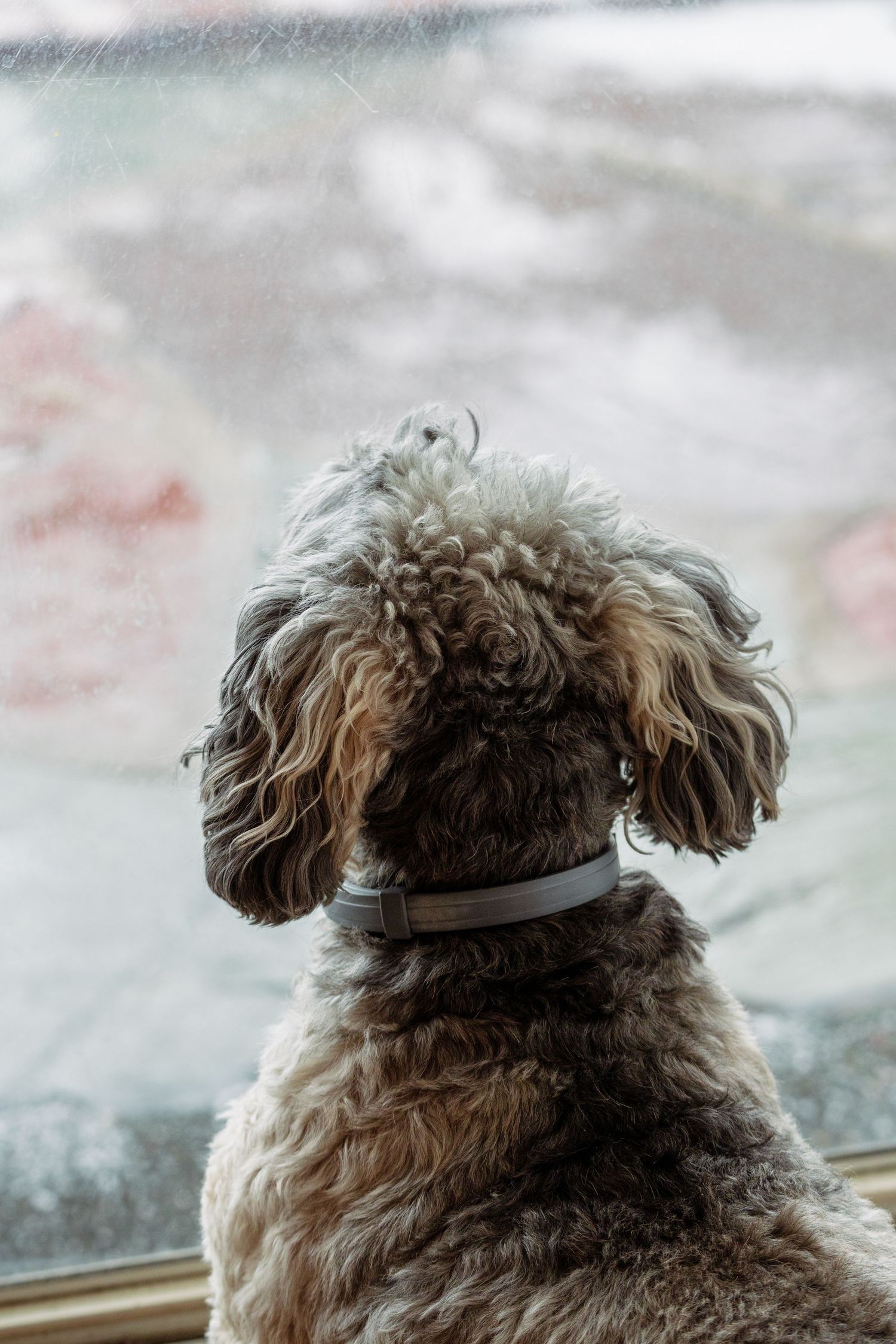 A curly-haired gray dog wearing a collar gazing out a snowy window.