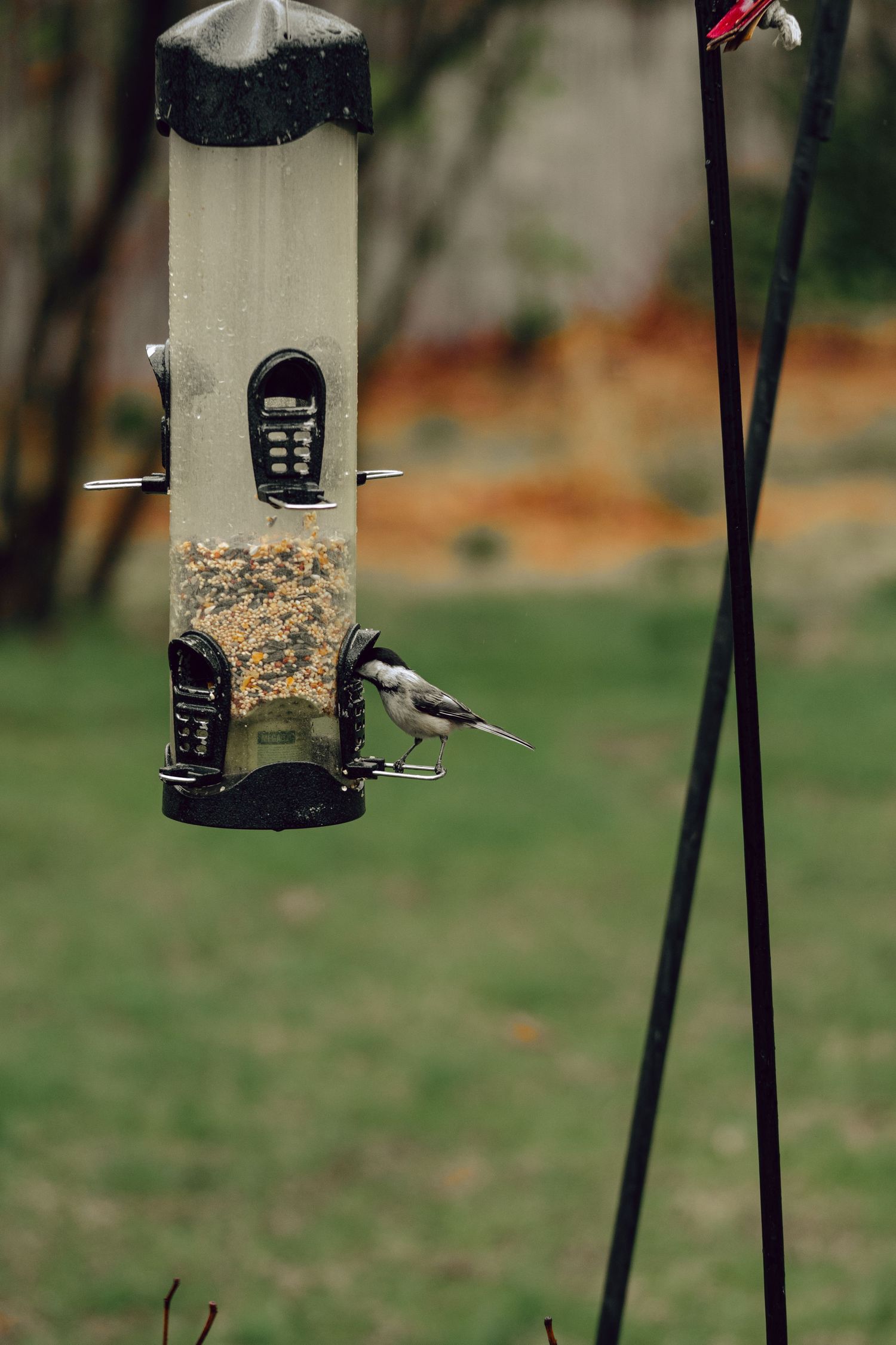 A black-capped chickadee perched on a hanging bird feeder filled with mixed seeds in a green backyard.