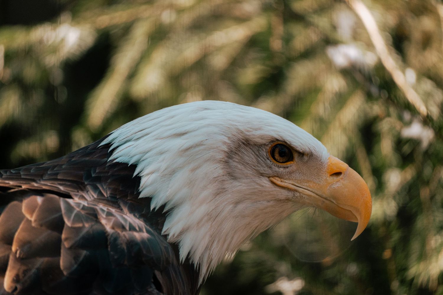 Close-up profile portrait of a bald eagle showing its white head and sharp yellow beak.