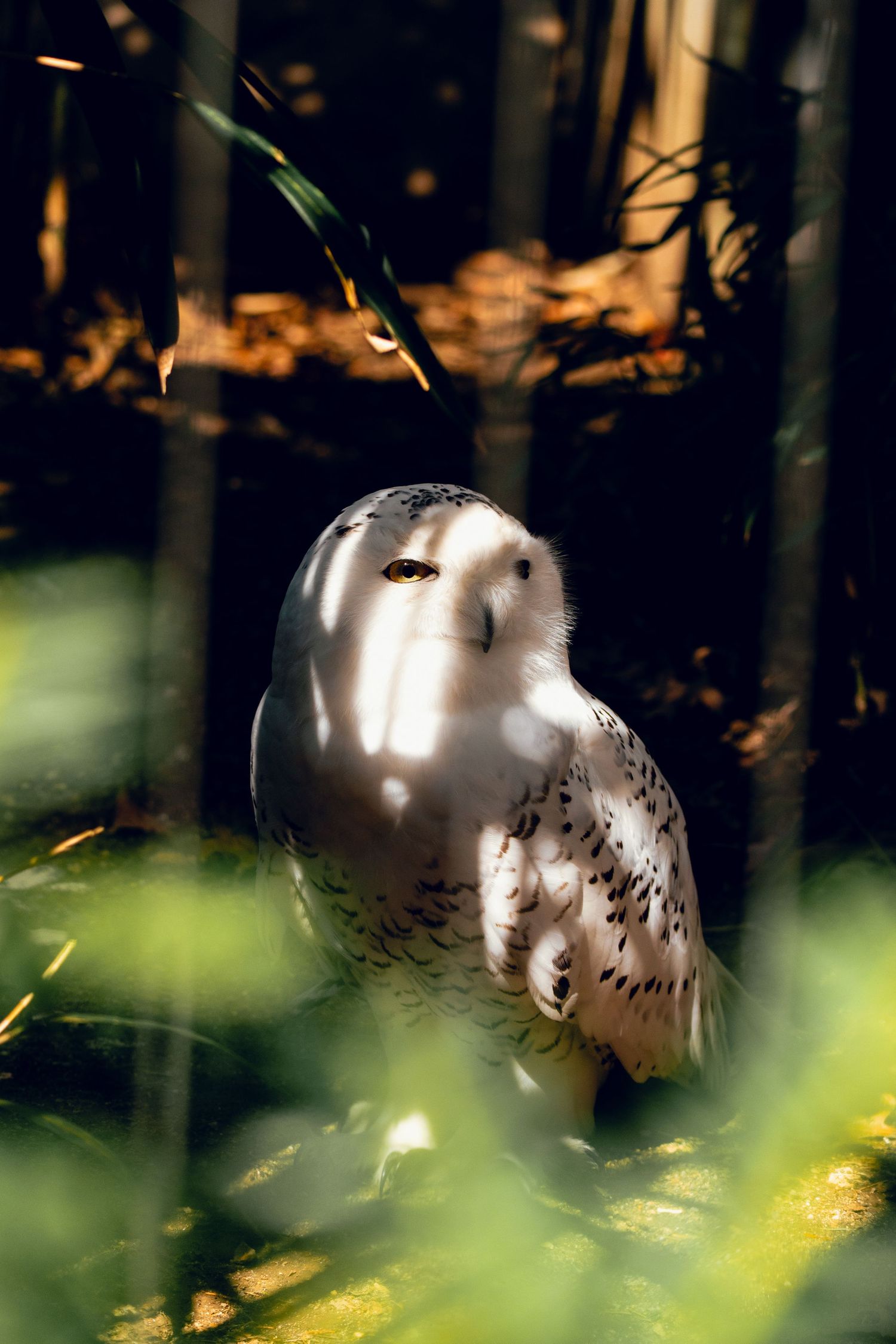 A white snowy owl perched on a forest floor surrounded by blurred green foliage and warm autumn light filtering through trees.