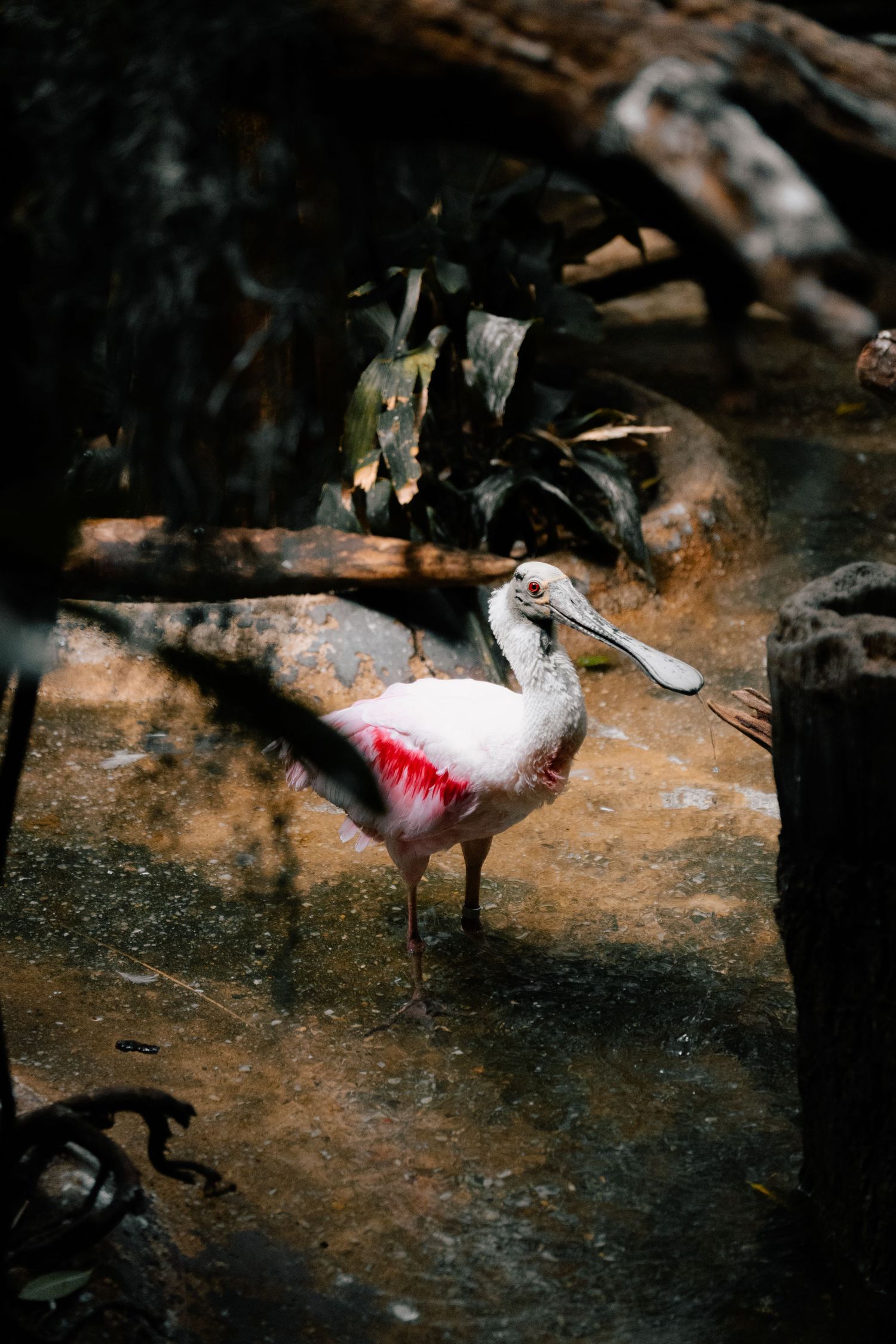A roseate spoonbill standing in shallow water surrounded by roots and tropical foliage.