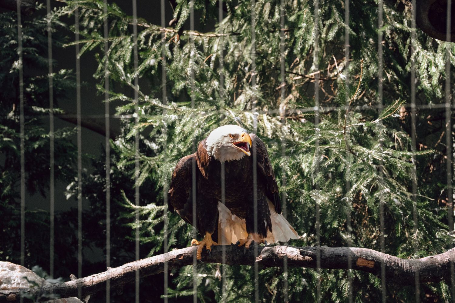 A bald eagle sits on a branch inside a zoo enclosure surrounded by green pine trees.