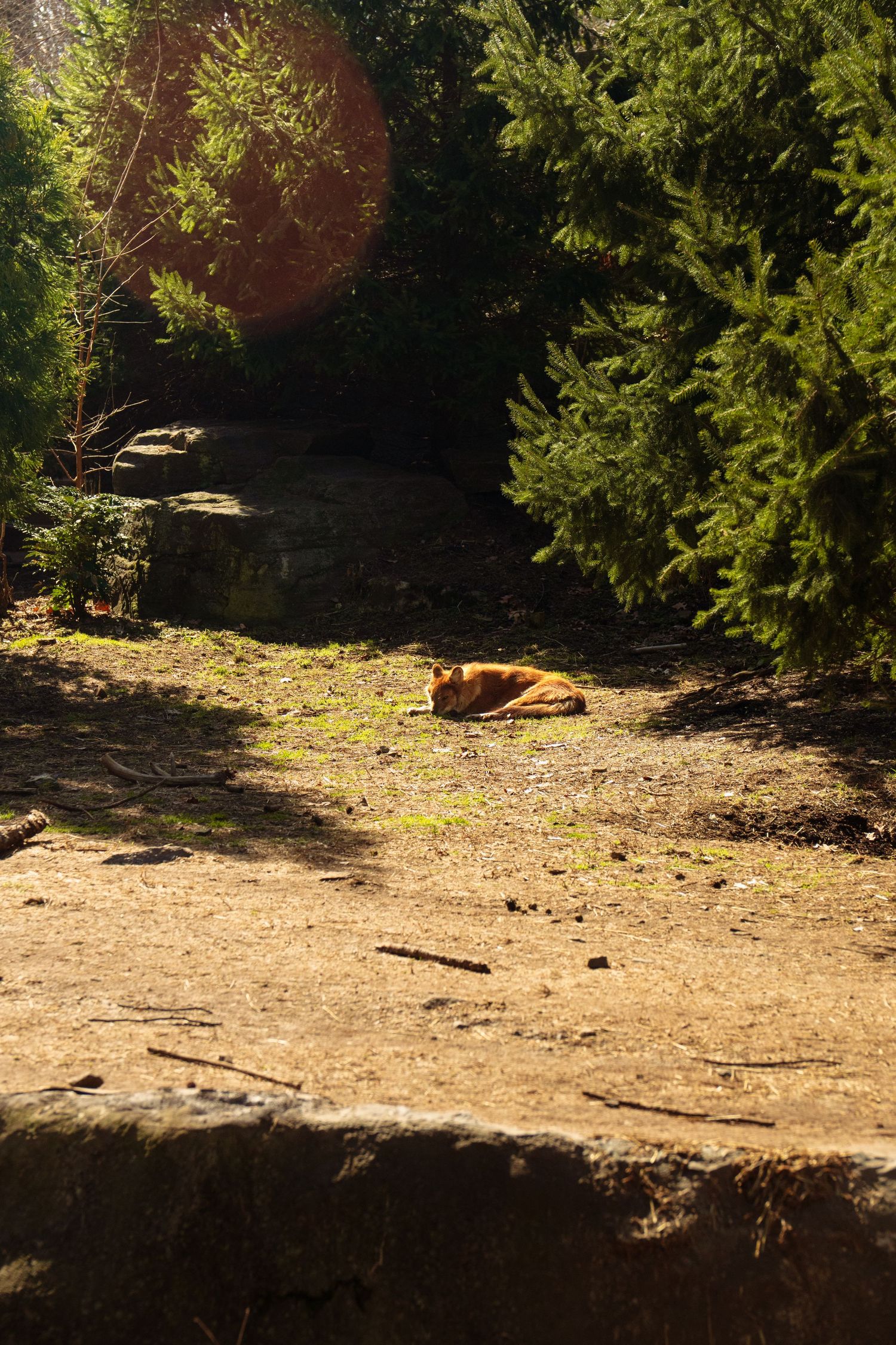 A brown bear resting in a sun-dappled forest clearing surrounded by evergreen trees.