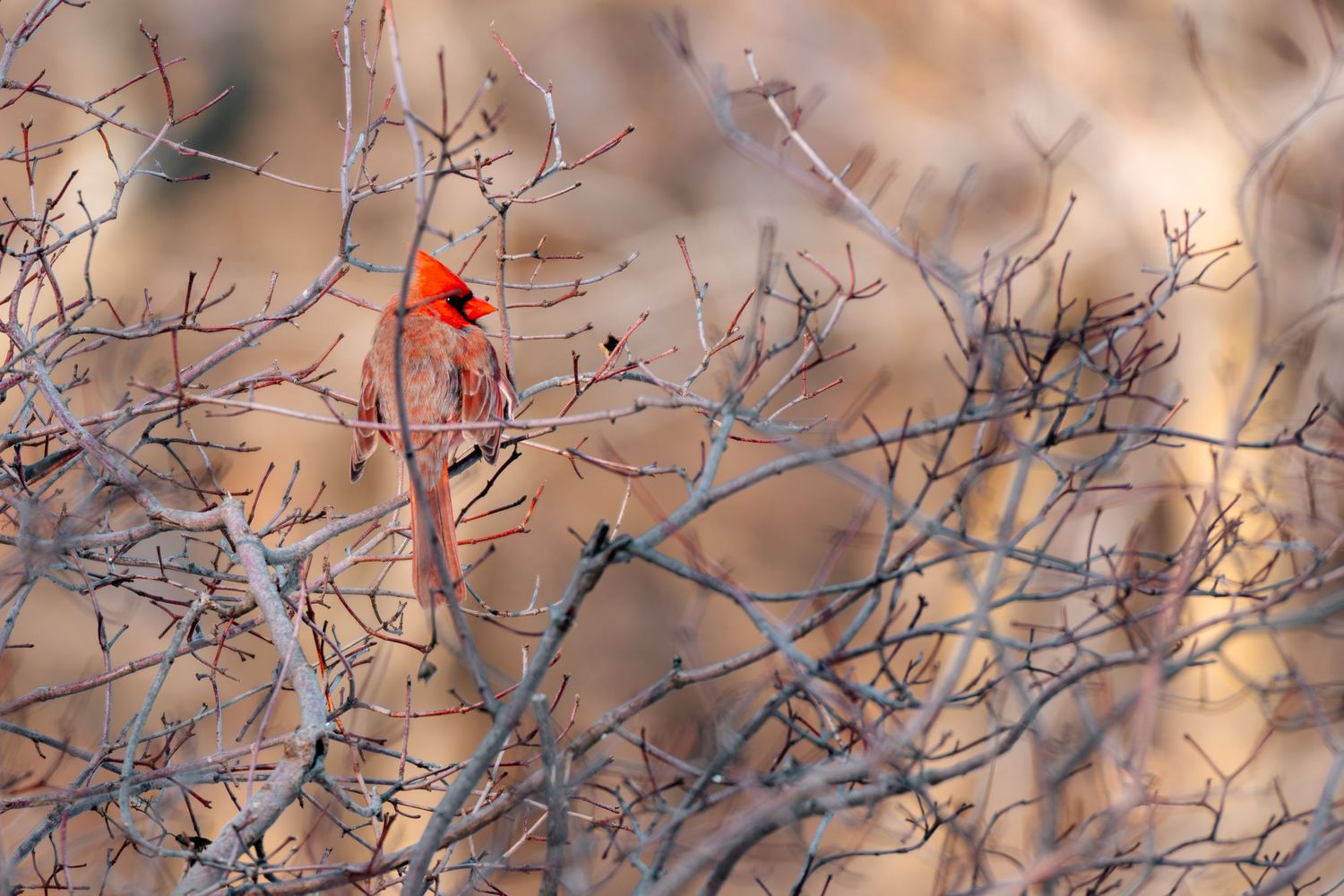 A vibrant male northern cardinal perches among bare winter branches.