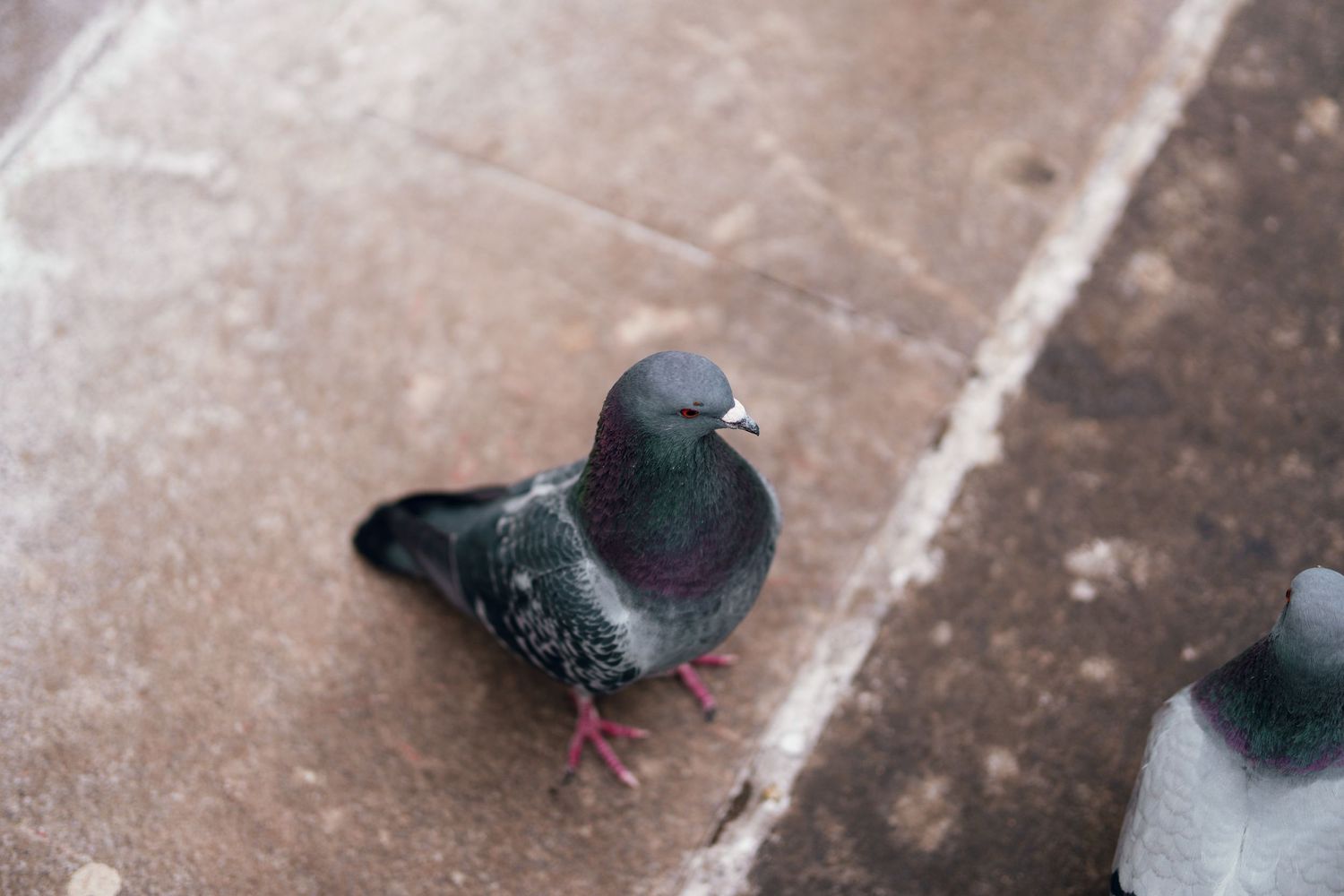 A rock pigeon with iridescent feathers stands on a weathered stone pavement in an urban setting.