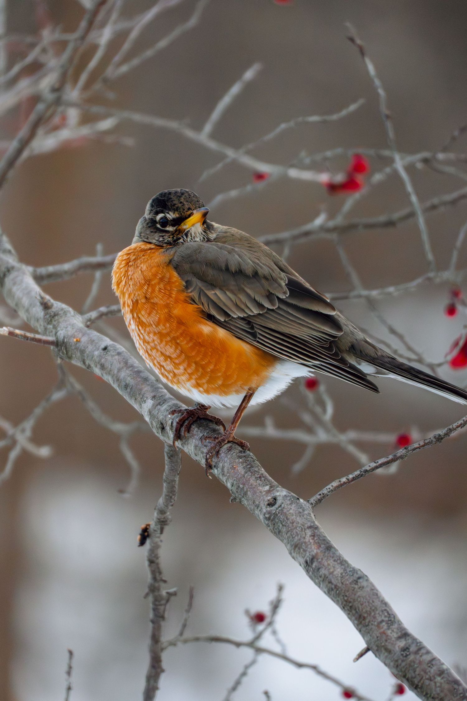 American Robin with vivid orange breast perched on a gray branch amid red berries in winter.