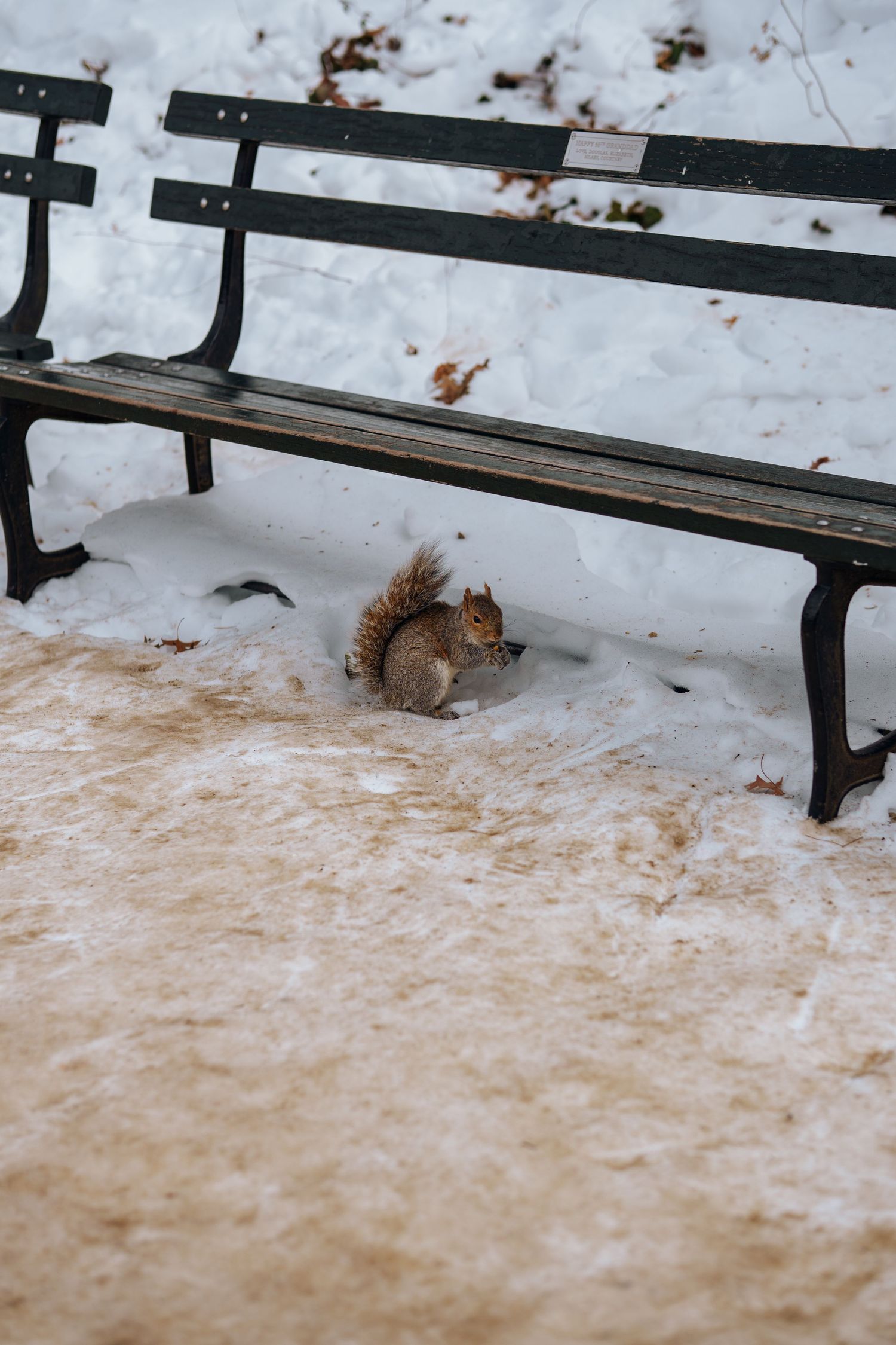 A squirrel searching for food beneath a wooden park bench surrounded by snow.