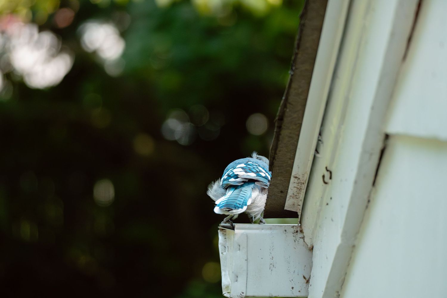 A blue jay perches on a white house gutter with blurred green trees in the background.